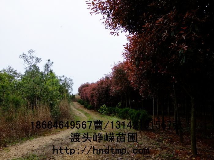 長(cháng)沙苗木(mù) 長(cháng)沙花(huā)木(mù) 湖(hú)南(nán)苗木(mù) 湖(hú)南(nán)花(huā)木(mù) 長(cháng)沙苗木(mù)基地(dì) 湖(hú)南(nán)苗木(mù)基地(dì) 長(cháng)沙苗木(mù)行(xíng)情 長(cháng)沙做(zuò)花(huā)木(mù) 長(cháng)沙做(zuò)苗木(mù)