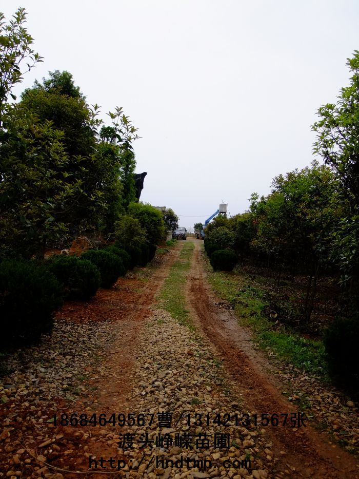 長(cháng)沙苗木(mù) 長(cháng)沙花(huā)木(mù) 湖(hú)南(nán)苗木(mù) 湖(hú)南(nán)花(huā)木(mù) 長(cháng)沙苗木(mù)基地(dì) 湖(hú)南(nán)苗木(mù)基地(dì) 長(cháng)沙苗木(mù)行(xíng)情 長(cháng)沙做(zuò)花(huā)木(mù) 長(cháng)沙做(zuò)苗木(mù)