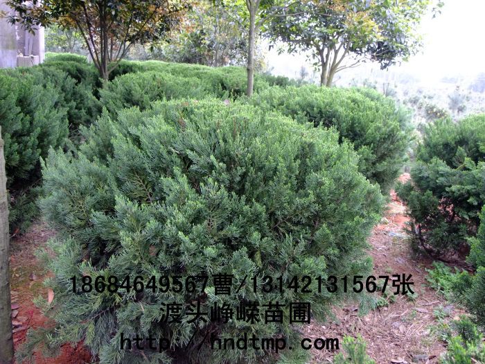 長(cháng)沙苗木(mù) 長(cháng)沙花(huā)木(mù) 湖(hú)南(nán)苗木(mù) 湖(hú)南(nán)花(huā)木(mù) 長(cháng)沙苗木(mù)基地(dì) 湖(hú)南(nán)苗木(mù)基地(dì) 長(cháng)沙苗木(mù)行(xíng)情 長(cháng)沙做(zuò)花(huā)木(mù) 長(cháng)沙做(zuò)苗木(mù)