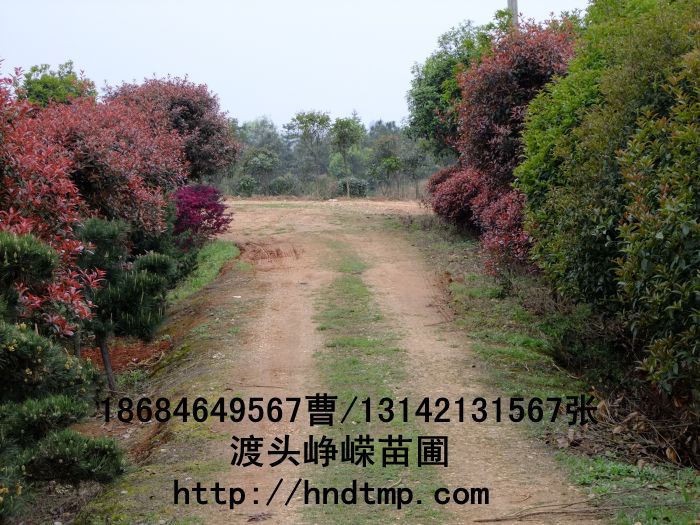 長(cháng)沙苗木(mù) 長(cháng)沙花(huā)木(mù) 湖(hú)南(nán)苗木(mù) 湖(hú)南(nán)花(huā)木(mù) 長(cháng)沙苗木(mù)基地(dì) 湖(hú)南(nán)苗木(mù)基地(dì) 長(cháng)沙苗木(mù)行(xíng)情 長(cháng)沙做(zuò)花(huā)木(mù) 長(cháng)沙做(zuò)苗木(mù)
