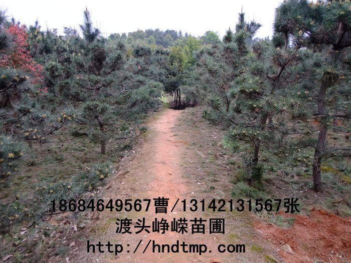 長(cháng)沙苗木(mù) 長(cháng)沙花(huā)木(mù) 湖(hú)南(nán)苗木(mù) 湖(hú)南(nán)花(huā)木(mù) 長(cháng)沙苗木(mù)基地(dì) 湖(hú)南(nán)苗木(mù)基地(dì) 長(cháng)沙苗木(mù)行(xíng)情 長(cháng)沙做(zuò)花(huā)木(mù) 長(cháng)沙做(zuò)苗木(mù)