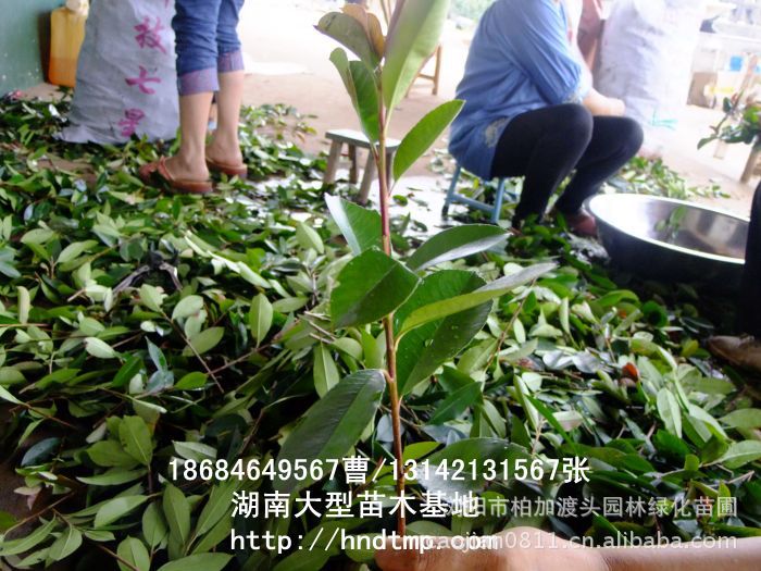 求購(gòu)紅(hóng)葉石楠枝條 供應紅(hóng)葉石楠枝條 長(cháng)沙苗木(mù) 長(cháng)沙苗圃 湖(hú)南(nán)苗木(mù) 求購(gòu)紅(hóng)葉石楠枝條 供應紅(hóng)葉石楠枝條 長(cháng)沙苗木(mù) 長(cháng)沙苗圃 湖(hú)南(nán)苗木(mù)