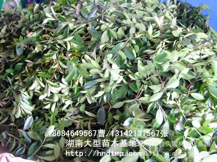 求購(gòu)紅(hóng)葉石楠枝條 供應紅(hóng)葉石楠枝條 長(cháng)沙苗木(mù) 長(cháng)沙苗圃 求購(gòu)紅(hóng)葉石楠枝條 供應紅(hóng)葉石楠枝條 長(cháng)沙苗木(mù) 長(cháng)沙苗圃