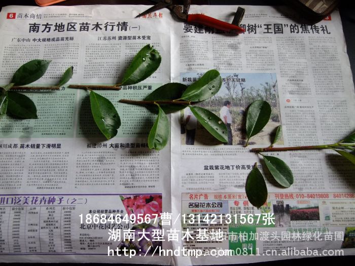 求購(gòu)紅(hóng)葉石楠枝條 供應紅(hóng)葉石楠枝條 紅(hóng)葉石楠枝條價格 長(cháng)沙苗木(mù) 長(cháng)沙苗圃 求購(gòu)紅(hóng)葉石楠枝條 供應紅(hóng)葉石楠枝條 紅(hóng)葉石楠枝條價格 長(cháng)沙苗木(mù) 長(cháng)沙苗圃