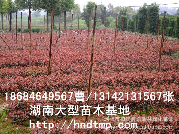 長(cháng)沙花(huā)木(mù) 長(cháng)沙苗圃 長(cháng)沙苗木(mù)行(xíng)情 長(cháng)沙紅(hóng)葉石楠小(xiǎo)苗 湖(hú)南(nán)花(huā)木(mù)行(xíng)情 長(cháng)沙花(huā)木(mù) 長(cháng)沙苗圃 長(cháng)沙苗木(mù)行(xíng)情 長(cháng)沙紅(hóng)葉石楠小(xiǎo)苗 湖(hú)南(nán)花(huā)木(mù)行(xíng)情