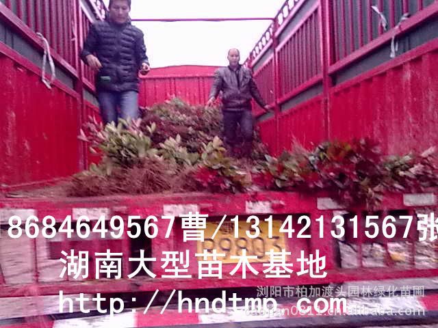 長(cháng)沙苗木(mù) 長(cháng)沙苗圃 長(cháng)沙花(huā)木(mù) 湖(hú)南(nán)苗木(mù) 湖(hú)南(nán)苗圃 湖(hú)南(nán)花(huā)木(mù)行(xíng)情 湖(hú)南(nán)苗木(mù)行(xíng)情 長(cháng)沙苗木(mù) 長(cháng)沙苗圃 長(cháng)沙花(huā)木(mù) 湖(hú)南(nán)苗木(mù) 湖(hú)南(nán)苗圃 湖(hú)南(nán)花(huā)木(mù)行(xíng)情 湖(hú)南(nán)苗木(mù)行(xíng)情