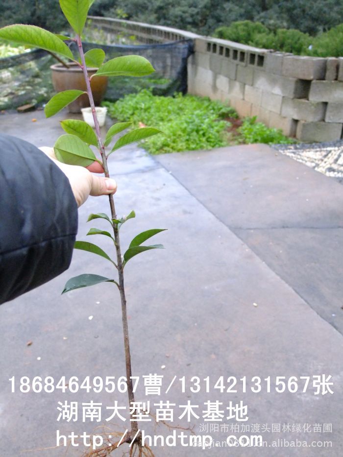 紅(hóng)葉石楠 紅(hóng)葉石楠扡插苗 長(cháng)沙苗木(mù) 長(cháng)沙苗圃 長(cháng)沙花(huā)木(mù) 求購(gòu)紅(hóng)葉石楠小(xiǎo)苗 紅(hóng)葉石楠 紅(hóng)葉石楠扡插苗 長(cháng)沙苗木(mù) 長(cháng)沙苗圃 長(cháng)沙花(huā)木(mù) 求購(gòu)紅(hóng)葉石楠小(xiǎo)苗