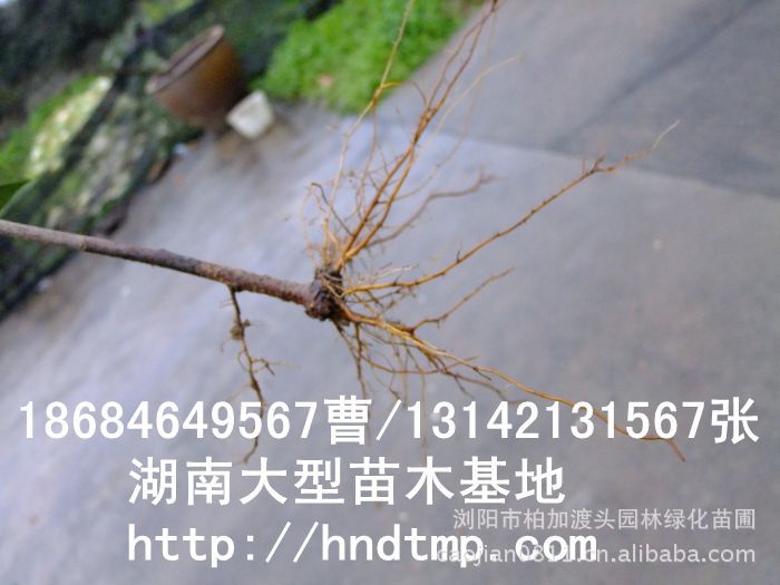 紅(hóng)葉石楠扡插苗 紅(hóng)葉石楠基地(dì) 紅(hóng)葉石楠價格 長(cháng)沙苗木(mù) 長(cháng)沙苗圃 紅(hóng)葉石楠扡插苗 紅(hóng)葉石楠基地(dì) 紅(hóng)葉石楠價格 長(cháng)沙苗木(mù) 長(cháng)沙苗圃