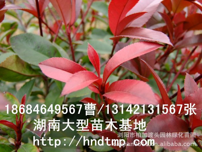 長(cháng)沙苗木(mù) 長(cháng)沙苗圃 長(cháng)沙花(huā)木(mù) 湖(hú)南(nán)花(huā)木(mù) 求購(gòu)紅(hóng)葉石楠小(xiǎo)苗 長(cháng)沙苗木(mù) 長(cháng)沙苗圃 長(cháng)沙花(huā)木(mù) 湖(hú)南(nán)花(huā)木(mù) 求購(gòu)紅(hóng)葉石楠小(xiǎo)苗