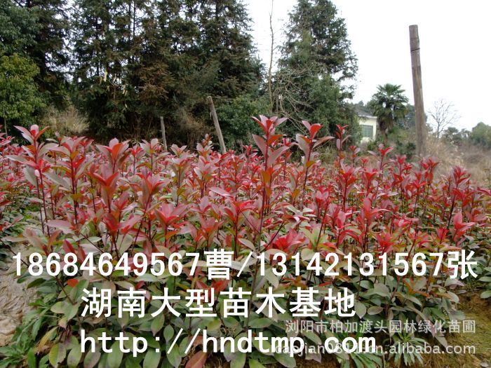 長(cháng)沙花(huā)木(mù) 長(cháng)沙苗木(mù) 湖(hú)南(nán)苗圃 長(cháng)沙苗圃 求購(gòu)紅(hóng)葉石楠小(xiǎo)苗 紅(hóng)葉石楠小(xiǎo)苗價格 長(cháng)沙花(huā)木(mù) 長(cháng)沙苗木(mù) 湖(hú)南(nán)苗圃 長(cháng)沙苗圃 求購(gòu)紅(hóng)葉石楠小(xiǎo)苗 紅(hóng)葉石楠小(xiǎo)苗價格