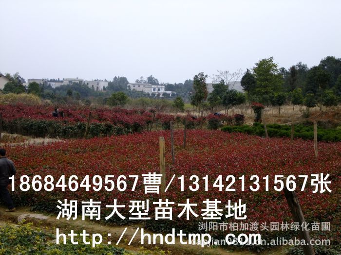 長(cháng)沙苗木(mù) 長(cháng)沙苗圃 長(cháng)沙花(huā)木(mù) 求購(gòu)紅(hóng)葉石楠 供應紅(hóng)葉石楠 長(cháng)沙苗木(mù) 長(cháng)沙苗圃 長(cháng)沙花(huā)木(mù) 求購(gòu)紅(hóng)葉石楠 供應紅(hóng)葉石楠