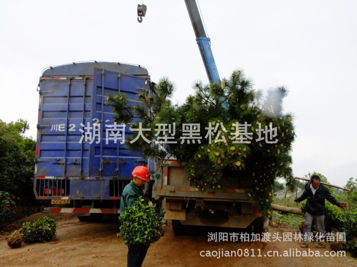 長(cháng)沙苗木(mù) 長(cháng)沙花(huā)木(mù) 長(cháng)沙苗木(mù)價格 長(cháng)沙花(huā)木(mù)價格 湖(hú)南(nán)黑(hēi)松基地(dì) 湖(hú)南(nán)黑(hēi)松行(xíng)情 長(cháng)沙苗木(mù) 長(cháng)沙花(huā)木(mù) 長(cháng)沙苗木(mù)價格 長(cháng)沙花(huā)木(mù)價格 湖(hú)南(nán)黑(hēi)松基地(dì) 湖(hú)南(nán)黑(hēi)松行(xíng)情