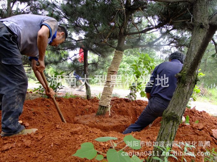 湖(hú)南(nán)黑(hēi)松 長(cháng)沙黑(hēi)松 黑(hēi)松價格 黑(hēi)松行(xíng)情 湖(hú)南(nán)花(huā)木(mù) 湖(hú)南(nán)苗木(mù) 長(cháng)沙苗木(mù) 湖(hú)南(nán)黑(hēi)松 長(cháng)沙黑(hēi)松 黑(hēi)松價格 黑(hēi)松行(xíng)情 湖(hú)南(nán)花(huā)木(mù) 湖(hú)南(nán)苗木(mù) 長(cháng)沙苗木(mù)