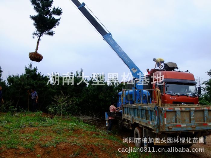 長(cháng)沙黑(hēi)松基地(dì) 湖(hú)南(nán)黑(hēi)松基地(dì) 長(cháng)沙黑(hēi)松價格 湖(hú)南(nán)黑(hēi)松價格 浏陽黑(hēi)松基地(dì) 長(cháng)沙黑(hēi)松基地(dì) 湖(hú)南(nán)黑(hēi)松基地(dì) 長(cháng)沙黑(hēi)松價格 湖(hú)南(nán)黑(hēi)松價格 浏陽黑(hēi)松基地(dì)