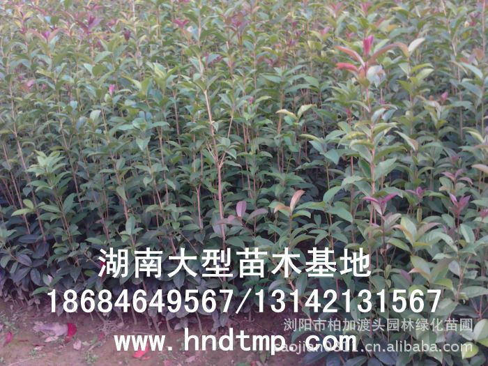 長(cháng)沙花(huā)木(mù) 長(cháng)沙苗木(mù) 長(cháng)沙花(huā)木(mù)行(xíng)情 長(cháng)沙花(huā)木(mù)基地(dì) 湖(hú)南(nán)花(huā)木(mù)行(xíng)情 長(cháng)沙花(huā)木(mù) 長(cháng)沙苗木(mù) 長(cháng)沙花(huā)木(mù)行(xíng)情 長(cháng)沙花(huā)木(mù)基地(dì) 湖(hú)南(nán)花(huā)木(mù)行(xíng)情