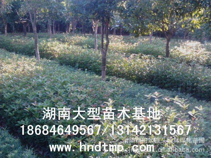 長(cháng)沙苗木(mù) 長(cháng)沙花(huā)木(mù) 湖(hú)南(nán)苗木(mù)基地(dì) 湖(hú)南(nán)花(huā)木(mù)基地(dì) 湖(hú)南(nán)桂花(huā) 長(cháng)沙桂花(huā)基地(dì) 長(cháng)沙苗木(mù) 長(cháng)沙花(huā)木(mù) 湖(hú)南(nán)苗木(mù)基地(dì) 湖(hú)南(nán)花(huā)木(mù)基地(dì) 湖(hú)南(nán)桂花(huā) 長(cháng)沙桂花(huā)基地(dì)
