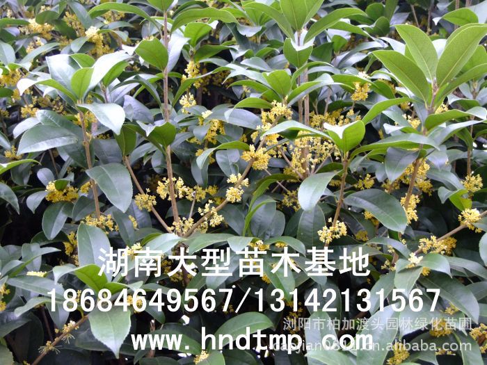 湖(hú)南(nán)渡頭峥嵘苗圃 湖(hú)南(nán)渡頭峥嵘苗圃