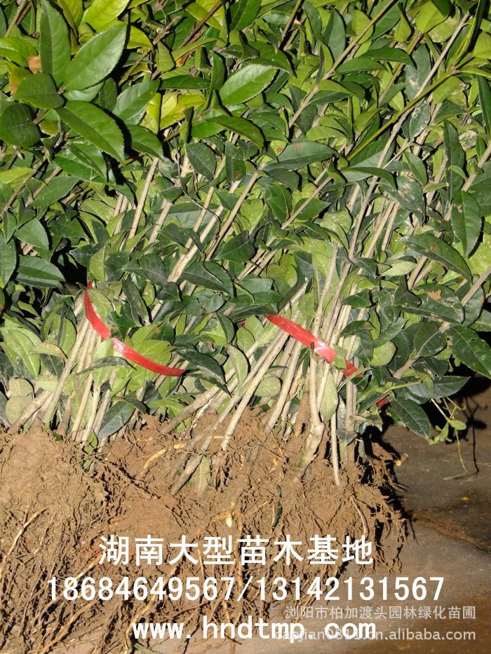 丹桂小(xiǎo)苗 丹桂價格 丹桂照(zhào)片 丹桂批發 丹桂品種 湖(hú)南(nán)丹桂基地(dì) 長(cháng)沙丹桂基地(dì) 長(cháng)沙苗木(mù) 長(cháng)沙苗圃 丹桂小(xiǎo)苗 丹桂價格 丹桂照(zhào)片 丹桂批發 丹桂品種 湖(hú)南(nán)丹桂基地(dì) 長(cháng)沙丹桂基地(dì) 長(cháng)沙苗木(mù) 長(cháng)沙苗圃