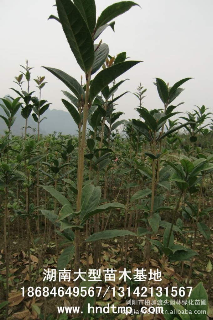 丹桂小(xiǎo)苗 丹桂價格 丹桂照(zhào)片 丹桂批發 丹桂品種 湖(hú)南(nán)丹桂基地(dì) 長(cháng)沙丹桂基地(dì) 長(cháng)沙苗木(mù) 長(cháng)沙苗圃 丹桂小(xiǎo)苗 丹桂價格 丹桂照(zhào)片 丹桂批發 丹桂品種 湖(hú)南(nán)丹桂基地(dì) 長(cháng)沙丹桂基地(dì) 長(cháng)沙苗木(mù) 長(cháng)沙苗圃