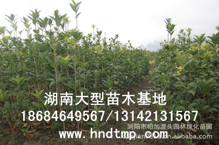 丹桂小(xiǎo)苗 丹桂價格 丹桂照(zhào)片 丹桂批發 丹桂品種 湖(hú)南(nán)丹桂基地(dì) 長(cháng)沙丹桂基地(dì) 長(cháng)沙苗木(mù) 長(cháng)沙苗圃 丹桂小(xiǎo)苗 丹桂價格 丹桂照(zhào)片 丹桂批發 丹桂品種 湖(hú)南(nán)丹桂基地(dì) 長(cháng)沙丹桂基地(dì) 長(cháng)沙苗木(mù) 長(cháng)沙苗圃