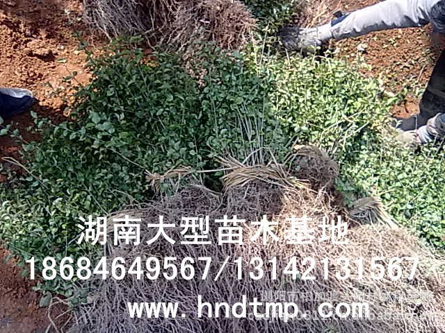 小(xiǎo)葉女(nǚ)貞/小(xiǎo)葉女(nǚ)貞價格/小(xiǎo)葉女(nǚ)貞球/小(xiǎo)葉女(nǚ)貞球價格/湖(hú)南(nán)小(xiǎo)葉女(nǚ)貞/長(cháng)沙小(xiǎo)葉女(nǚ)貞/小(xiǎo)葉女(nǚ)貞最新價格/小(xiǎo)葉女(nǚ)貞價格表/小(xiǎo)葉女(nǚ)貞價格行(xíng)情/小(xiǎo)葉女(nǚ)貞照(zhào)片/小(xiǎo)葉女(nǚ)貞基地(dì)/小(xiǎo)葉女(nǚ)貞球價格/小(xiǎo)葉女(nǚ)貞球哪裡(lǐ)有(yǒu)/小(xiǎo)葉女(nǚ)貞球價格表/小(xiǎo)葉女(nǚ)貞小(xiǎo)苗/小(xiǎo)葉女(nǚ)貞種子(zǐ)/小(xiǎo)葉女(nǚ)貞哪裡(lǐ)有(yǒu)/小(xiǎo)葉女(nǚ)貞哪裡(lǐ)有(yǒu)買/湖(hú)南(nán)哪裡(lǐ)有(yǒu)小(xiǎo)葉女(nǚ)貞球買/長(cháng)沙苗木(mù)/湖(hú)南(nán)苗木(mù)/湖(hú)南(nán)花(huā)木(mù)/長(cháng)沙苗圃/湖(hú)南(nán)苗圃/長(cháng)沙哪裡(lǐ)有(yǒu)花(huā)木(mù)基地(dì)/怎樣種花(huā)木(mù)/小(xiǎo)葉女(nǚ)貞球在長(cháng)沙哪裡(lǐ)有(yǒu)買/小(xiǎo)葉女(nǚ)貞球批發/小(xiǎo)葉女(nǚ)貞球求購(gòu)/求購(gòu)小(xiǎo)葉女(nǚ)貞球/大(dà)量供應小(xiǎo)葉女(nǚ)貞球/大(dà)量求購(gòu)小(xiǎo)葉女(nǚ)貞小(xiǎo)苗/大(dà)量求購(gòu)小(xiǎo)葉女(nǚ) 小(xiǎo)葉女(nǚ)貞/小(xiǎo)葉女(nǚ)貞價格/小(xiǎo)葉女(nǚ)貞球/小(xiǎo)葉女(nǚ)貞球價格/湖(hú)南(nán)小(xiǎo)葉女(nǚ)貞/長(cháng)沙小(xiǎo)葉女(nǚ)貞/小(xiǎo)葉女(nǚ)貞最新價格/小(xiǎo)葉女(nǚ)貞價格表/小(xiǎo)葉女(nǚ)貞價格行(xíng)情/小(xiǎo)葉女(nǚ)貞照(zhào)片/小(xiǎo)葉女(nǚ)貞基地(dì)/小(xiǎo)葉女(nǚ)貞球價格/小(xiǎo)葉女(nǚ)貞球哪裡(lǐ)有(yǒu)/小(xiǎo)葉女(nǚ)貞球價格表/小(xiǎo)葉女(nǚ)貞小(xiǎo)苗/小(xiǎo)葉女(nǚ)貞種子(zǐ)/小(xiǎo)葉女(nǚ)貞哪裡(lǐ)有(yǒu)/小(xiǎo)葉女(nǚ)貞哪裡(lǐ)有(yǒu)買/湖(hú)南(nán)哪裡(lǐ)有(yǒu)小(xiǎo)葉女(nǚ)貞球買/長(cháng)沙苗木(mù)/湖(hú)南(nán)苗木(mù)/湖(hú)南(nán)花(huā)木(mù)/長(cháng)沙苗圃/湖(hú)南(nán)苗圃/長(cháng)沙哪裡(lǐ)有(yǒu)花(huā)木(mù)基地(dì)/怎樣種花(huā)木(mù)/小(xiǎo)葉女(nǚ)貞球在長(cháng)沙哪裡(lǐ)有(yǒu)買/小(xiǎo)葉女(nǚ)貞球批發/小(xiǎo)葉女(nǚ)貞球求購(gòu)/求購(gòu)小(xiǎo)葉女(nǚ)貞球/大(dà)量供應小(xiǎo)葉女(nǚ)貞球/大(dà)量求購(gòu)小(xiǎo)葉女(nǚ)貞小(xiǎo)苗/大(dà)量求購(gòu)小(xiǎo)葉女(nǚ)