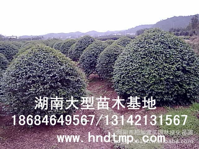 小(xiǎo)葉女(nǚ)貞/小(xiǎo)葉女(nǚ)貞價格/小(xiǎo)葉女(nǚ)貞球/小(xiǎo)葉女(nǚ)貞球價格/湖(hú)南(nán)小(xiǎo)葉女(nǚ)貞/長(cháng)沙小(xiǎo)葉女(nǚ)貞/小(xiǎo)葉女(nǚ)貞最新價格/小(xiǎo)葉女(nǚ)貞價格表/小(xiǎo)葉女(nǚ)貞價格行(xíng)情/小(xiǎo)葉女(nǚ)貞照(zhào)片/小(xiǎo)葉女(nǚ)貞基地(dì)/小(xiǎo)葉女(nǚ)貞球價格/小(xiǎo)葉女(nǚ)貞球哪裡(lǐ)有(yǒu)/小(xiǎo)葉女(nǚ)貞球價格表/小(xiǎo)葉女(nǚ)貞小(xiǎo)苗/小(xiǎo)葉女(nǚ)貞種子(zǐ)/小(xiǎo)葉女(nǚ)貞哪裡(lǐ)有(yǒu)/小(xiǎo)葉女(nǚ)貞哪裡(lǐ)有(yǒu)買/湖(hú)南(nán)哪裡(lǐ)有(yǒu)小(xiǎo)葉女(nǚ)貞球買/長(cháng)沙苗木(mù)/湖(hú)南(nán)苗木(mù)/湖(hú)南(nán)花(huā)木(mù)/長(cháng)沙苗圃/湖(hú)南(nán)苗圃/長(cháng)沙哪裡(lǐ)有(yǒu)花(huā)木(mù)基地(dì)/怎樣種花(huā)木(mù)/小(xiǎo)葉女(nǚ)貞球在長(cháng)沙哪裡(lǐ)有(yǒu)買/小(xiǎo)葉女(nǚ)貞球批發/小(xiǎo)葉女(nǚ)貞球求購(gòu)/求購(gòu)小(xiǎo)葉女(nǚ)貞球/大(dà)量供應小(xiǎo)葉女(nǚ)貞球/大(dà)量求購(gòu)小(xiǎo)葉女(nǚ)貞小(xiǎo)苗/大(dà)量求購(gòu)小(xiǎo)葉女(nǚ) 小(xiǎo)葉女(nǚ)貞/小(xiǎo)葉女(nǚ)貞價格/小(xiǎo)葉女(nǚ)貞球/小(xiǎo)葉女(nǚ)貞球價格/湖(hú)南(nán)小(xiǎo)葉女(nǚ)貞/長(cháng)沙小(xiǎo)葉女(nǚ)貞/小(xiǎo)葉女(nǚ)貞最新價格/小(xiǎo)葉女(nǚ)貞價格表/小(xiǎo)葉女(nǚ)貞價格行(xíng)情/小(xiǎo)葉女(nǚ)貞照(zhào)片/小(xiǎo)葉女(nǚ)貞基地(dì)/小(xiǎo)葉女(nǚ)貞球價格/小(xiǎo)葉女(nǚ)貞球哪裡(lǐ)有(yǒu)/小(xiǎo)葉女(nǚ)貞球價格表/小(xiǎo)葉女(nǚ)貞小(xiǎo)苗/小(xiǎo)葉女(nǚ)貞種子(zǐ)/小(xiǎo)葉女(nǚ)貞哪裡(lǐ)有(yǒu)/小(xiǎo)葉女(nǚ)貞哪裡(lǐ)有(yǒu)買/湖(hú)南(nán)哪裡(lǐ)有(yǒu)小(xiǎo)葉女(nǚ)貞球買/長(cháng)沙苗木(mù)/湖(hú)南(nán)苗木(mù)/湖(hú)南(nán)花(huā)木(mù)/長(cháng)沙苗圃/湖(hú)南(nán)苗圃/長(cháng)沙哪裡(lǐ)有(yǒu)花(huā)木(mù)基地(dì)/怎樣種花(huā)木(mù)/小(xiǎo)葉女(nǚ)貞球在長(cháng)沙哪裡(lǐ)有(yǒu)買/小(xiǎo)葉女(nǚ)貞球批發/小(xiǎo)葉女(nǚ)貞球求購(gòu)/求購(gòu)小(xiǎo)葉女(nǚ)貞球/大(dà)量供應小(xiǎo)葉女(nǚ)貞球/大(dà)量求購(gòu)小(xiǎo)葉女(nǚ)貞小(xiǎo)苗/大(dà)量求購(gòu)小(xiǎo)葉女(nǚ)