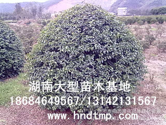 小(xiǎo)葉女(nǚ)貞/小(xiǎo)葉女(nǚ)貞價格/小(xiǎo)葉女(nǚ)貞球/小(xiǎo)葉女(nǚ)貞球價格/湖(hú)南(nán)小(xiǎo)葉女(nǚ)貞/長(cháng)沙小(xiǎo)葉女(nǚ)貞/小(xiǎo)葉女(nǚ)貞最新價格/小(xiǎo)葉女(nǚ)貞價格表/小(xiǎo)葉女(nǚ)貞價格行(xíng)情/小(xiǎo)葉女(nǚ)貞照(zhào)片/小(xiǎo)葉女(nǚ)貞基地(dì)/小(xiǎo)葉女(nǚ)貞球價格/小(xiǎo)葉女(nǚ)貞球哪裡(lǐ)有(yǒu)/小(xiǎo)葉女(nǚ)貞球價格表/小(xiǎo)葉女(nǚ)貞小(xiǎo)苗/小(xiǎo)葉女(nǚ)貞種子(zǐ)/小(xiǎo)葉女(nǚ)貞哪裡(lǐ)有(yǒu)/小(xiǎo)葉女(nǚ)貞哪裡(lǐ)有(yǒu)買/湖(hú)南(nán)哪裡(lǐ)有(yǒu)小(xiǎo)葉女(nǚ)貞球買/長(cháng)沙苗木(mù)/湖(hú)南(nán)苗木(mù)/湖(hú)南(nán)花(huā)木(mù)/長(cháng)沙苗圃/湖(hú)南(nán)苗圃/長(cháng)沙哪裡(lǐ)有(yǒu)花(huā)木(mù)基地(dì)/怎樣種花(huā)木(mù)/小(xiǎo)葉女(nǚ)貞球在長(cháng)沙哪裡(lǐ)有(yǒu)買/小(xiǎo)葉女(nǚ)貞球批發/小(xiǎo)葉女(nǚ)貞球求購(gòu)/求購(gòu)小(xiǎo)葉女(nǚ)貞球/大(dà)量供應小(xiǎo)葉女(nǚ)貞球/大(dà)量求購(gòu)小(xiǎo)葉女(nǚ)貞小(xiǎo)苗/大(dà)量求購(gòu)小(xiǎo)葉女(nǚ) 小(xiǎo)葉女(nǚ)貞/小(xiǎo)葉女(nǚ)貞價格/小(xiǎo)葉女(nǚ)貞球/小(xiǎo)葉女(nǚ)貞球價格/湖(hú)南(nán)小(xiǎo)葉女(nǚ)貞/長(cháng)沙小(xiǎo)葉女(nǚ)貞/小(xiǎo)葉女(nǚ)貞最新價格/小(xiǎo)葉女(nǚ)貞價格表/小(xiǎo)葉女(nǚ)貞價格行(xíng)情/小(xiǎo)葉女(nǚ)貞照(zhào)片/小(xiǎo)葉女(nǚ)貞基地(dì)/小(xiǎo)葉女(nǚ)貞球價格/小(xiǎo)葉女(nǚ)貞球哪裡(lǐ)有(yǒu)/小(xiǎo)葉女(nǚ)貞球價格表/小(xiǎo)葉女(nǚ)貞小(xiǎo)苗/小(xiǎo)葉女(nǚ)貞種子(zǐ)/小(xiǎo)葉女(nǚ)貞哪裡(lǐ)有(yǒu)/小(xiǎo)葉女(nǚ)貞哪裡(lǐ)有(yǒu)買/湖(hú)南(nán)哪裡(lǐ)有(yǒu)小(xiǎo)葉女(nǚ)貞球買/長(cháng)沙苗木(mù)/湖(hú)南(nán)苗木(mù)/湖(hú)南(nán)花(huā)木(mù)/長(cháng)沙苗圃/湖(hú)南(nán)苗圃/長(cháng)沙哪裡(lǐ)有(yǒu)花(huā)木(mù)基地(dì)/怎樣種花(huā)木(mù)/小(xiǎo)葉女(nǚ)貞球在長(cháng)沙哪裡(lǐ)有(yǒu)買/小(xiǎo)葉女(nǚ)貞球批發/小(xiǎo)葉女(nǚ)貞球求購(gòu)/求購(gòu)小(xiǎo)葉女(nǚ)貞球/大(dà)量供應小(xiǎo)葉女(nǚ)貞球/大(dà)量求購(gòu)小(xiǎo)葉女(nǚ)貞小(xiǎo)苗/大(dà)量求購(gòu)小(xiǎo)葉女(nǚ)