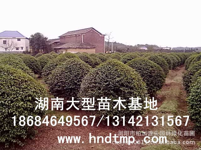 小(xiǎo)葉女(nǚ)貞/小(xiǎo)葉女(nǚ)貞價格/小(xiǎo)葉女(nǚ)貞球/小(xiǎo)葉女(nǚ)貞球價格/湖(hú)南(nán)小(xiǎo)葉女(nǚ)貞/長(cháng)沙小(xiǎo)葉女(nǚ)貞/小(xiǎo)葉女(nǚ)貞最新價格/小(xiǎo)葉女(nǚ)貞價格表/小(xiǎo)葉女(nǚ)貞價格行(xíng)情/小(xiǎo)葉女(nǚ)貞照(zhào)片/小(xiǎo)葉女(nǚ)貞基地(dì)/小(xiǎo)葉女(nǚ)貞球價格/小(xiǎo)葉女(nǚ)貞球哪裡(lǐ)有(yǒu)/小(xiǎo)葉女(nǚ)貞球價格表/小(xiǎo)葉女(nǚ)貞小(xiǎo)苗/小(xiǎo)葉女(nǚ)貞種子(zǐ)/小(xiǎo)葉女(nǚ)貞哪裡(lǐ)有(yǒu)/小(xiǎo)葉女(nǚ)貞哪裡(lǐ)有(yǒu)買/湖(hú)南(nán)哪裡(lǐ)有(yǒu)小(xiǎo)葉女(nǚ)貞球買/長(cháng)沙苗木(mù)/湖(hú)南(nán)苗木(mù)/湖(hú)南(nán)花(huā)木(mù)/長(cháng)沙苗圃/湖(hú)南(nán)苗圃/長(cháng)沙哪裡(lǐ)有(yǒu)花(huā)木(mù)基地(dì)/怎樣種花(huā)木(mù)/小(xiǎo)葉女(nǚ)貞球在長(cháng)沙哪裡(lǐ)有(yǒu)買/小(xiǎo)葉女(nǚ)貞球批發/小(xiǎo)葉女(nǚ)貞球求購(gòu)/求購(gòu)小(xiǎo)葉女(nǚ)貞球/大(dà)量供應小(xiǎo)葉女(nǚ)貞球/大(dà)量求購(gòu)小(xiǎo)葉女(nǚ)貞小(xiǎo)苗/大(dà)量求購(gòu)小(xiǎo)葉女(nǚ) 小(xiǎo)葉女(nǚ)貞/小(xiǎo)葉女(nǚ)貞價格/小(xiǎo)葉女(nǚ)貞球/小(xiǎo)葉女(nǚ)貞球價格/湖(hú)南(nán)小(xiǎo)葉女(nǚ)貞/長(cháng)沙小(xiǎo)葉女(nǚ)貞/小(xiǎo)葉女(nǚ)貞最新價格/小(xiǎo)葉女(nǚ)貞價格表/小(xiǎo)葉女(nǚ)貞價格行(xíng)情/小(xiǎo)葉女(nǚ)貞照(zhào)片/小(xiǎo)葉女(nǚ)貞基地(dì)/小(xiǎo)葉女(nǚ)貞球價格/小(xiǎo)葉女(nǚ)貞球哪裡(lǐ)有(yǒu)/小(xiǎo)葉女(nǚ)貞球價格表/小(xiǎo)葉女(nǚ)貞小(xiǎo)苗/小(xiǎo)葉女(nǚ)貞種子(zǐ)/小(xiǎo)葉女(nǚ)貞哪裡(lǐ)有(yǒu)/小(xiǎo)葉女(nǚ)貞哪裡(lǐ)有(yǒu)買/湖(hú)南(nán)哪裡(lǐ)有(yǒu)小(xiǎo)葉女(nǚ)貞球買/長(cháng)沙苗木(mù)/湖(hú)南(nán)苗木(mù)/湖(hú)南(nán)花(huā)木(mù)/長(cháng)沙苗圃/湖(hú)南(nán)苗圃/長(cháng)沙哪裡(lǐ)有(yǒu)花(huā)木(mù)基地(dì)/怎樣種花(huā)木(mù)/小(xiǎo)葉女(nǚ)貞球在長(cháng)沙哪裡(lǐ)有(yǒu)買/小(xiǎo)葉女(nǚ)貞球批發/小(xiǎo)葉女(nǚ)貞球求購(gòu)/求購(gòu)小(xiǎo)葉女(nǚ)貞球/大(dà)量供應小(xiǎo)葉女(nǚ)貞球/大(dà)量求購(gòu)小(xiǎo)葉女(nǚ)貞小(xiǎo)苗/大(dà)量求購(gòu)小(xiǎo)葉女(nǚ)