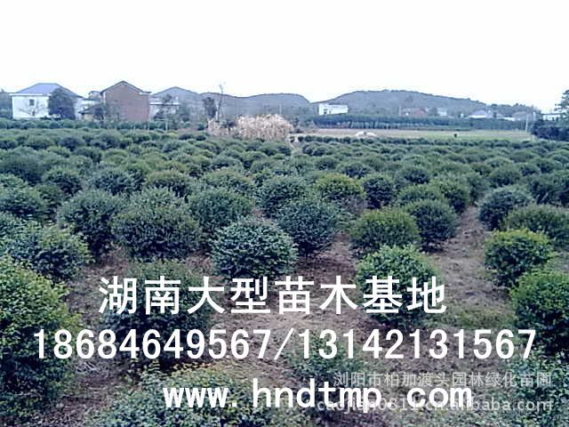 小(xiǎo)葉女(nǚ)貞/小(xiǎo)葉女(nǚ)貞價格/小(xiǎo)葉女(nǚ)貞球/小(xiǎo)葉女(nǚ)貞球價格/湖(hú)南(nán)小(xiǎo)葉女(nǚ)貞/長(cháng)沙小(xiǎo)葉女(nǚ)貞/小(xiǎo)葉女(nǚ)貞最新價格/小(xiǎo)葉女(nǚ)貞價格表/小(xiǎo)葉女(nǚ)貞價格行(xíng)情/小(xiǎo)葉女(nǚ)貞照(zhào)片/小(xiǎo)葉女(nǚ)貞基地(dì)/小(xiǎo)葉女(nǚ)貞球價格/小(xiǎo)葉女(nǚ)貞球哪裡(lǐ)有(yǒu)/小(xiǎo)葉女(nǚ)貞球價格表/小(xiǎo)葉女(nǚ)貞小(xiǎo)苗/小(xiǎo)葉女(nǚ)貞種子(zǐ)/小(xiǎo)葉女(nǚ)貞哪裡(lǐ)有(yǒu)/小(xiǎo)葉女(nǚ)貞哪裡(lǐ)有(yǒu)買/湖(hú)南(nán)哪裡(lǐ)有(yǒu)小(xiǎo)葉女(nǚ)貞球買/長(cháng)沙苗木(mù)/湖(hú)南(nán)苗木(mù)/湖(hú)南(nán)花(huā)木(mù)/長(cháng)沙苗圃/湖(hú)南(nán)苗圃/長(cháng)沙哪裡(lǐ)有(yǒu)花(huā)木(mù)基地(dì)/怎樣種花(huā)木(mù)/小(xiǎo)葉女(nǚ)貞球在長(cháng)沙哪裡(lǐ)有(yǒu)買/小(xiǎo)葉女(nǚ)貞球批發/小(xiǎo)葉女(nǚ)貞球求購(gòu)/求購(gòu)小(xiǎo)葉女(nǚ)貞球/大(dà)量供應小(xiǎo)葉女(nǚ)貞球/大(dà)量求購(gòu)小(xiǎo)葉女(nǚ)貞小(xiǎo)苗/大(dà)量求購(gòu)小(xiǎo)葉女(nǚ) 小(xiǎo)葉女(nǚ)貞/小(xiǎo)葉女(nǚ)貞價格/小(xiǎo)葉女(nǚ)貞球/小(xiǎo)葉女(nǚ)貞球價格/湖(hú)南(nán)小(xiǎo)葉女(nǚ)貞/長(cháng)沙小(xiǎo)葉女(nǚ)貞/小(xiǎo)葉女(nǚ)貞最新價格/小(xiǎo)葉女(nǚ)貞價格表/小(xiǎo)葉女(nǚ)貞價格行(xíng)情/小(xiǎo)葉女(nǚ)貞照(zhào)片/小(xiǎo)葉女(nǚ)貞基地(dì)/小(xiǎo)葉女(nǚ)貞球價格/小(xiǎo)葉女(nǚ)貞球哪裡(lǐ)有(yǒu)/小(xiǎo)葉女(nǚ)貞球價格表/小(xiǎo)葉女(nǚ)貞小(xiǎo)苗/小(xiǎo)葉女(nǚ)貞種子(zǐ)/小(xiǎo)葉女(nǚ)貞哪裡(lǐ)有(yǒu)/小(xiǎo)葉女(nǚ)貞哪裡(lǐ)有(yǒu)買/湖(hú)南(nán)哪裡(lǐ)有(yǒu)小(xiǎo)葉女(nǚ)貞球買/長(cháng)沙苗木(mù)/湖(hú)南(nán)苗木(mù)/湖(hú)南(nán)花(huā)木(mù)/長(cháng)沙苗圃/湖(hú)南(nán)苗圃/長(cháng)沙哪裡(lǐ)有(yǒu)花(huā)木(mù)基地(dì)/怎樣種花(huā)木(mù)/小(xiǎo)葉女(nǚ)貞球在長(cháng)沙哪裡(lǐ)有(yǒu)買/小(xiǎo)葉女(nǚ)貞球批發/小(xiǎo)葉女(nǚ)貞球求購(gòu)/求購(gòu)小(xiǎo)葉女(nǚ)貞球/大(dà)量供應小(xiǎo)葉女(nǚ)貞球/大(dà)量求購(gòu)小(xiǎo)葉女(nǚ)貞小(xiǎo)苗/大(dà)量求購(gòu)小(xiǎo)葉女(nǚ)