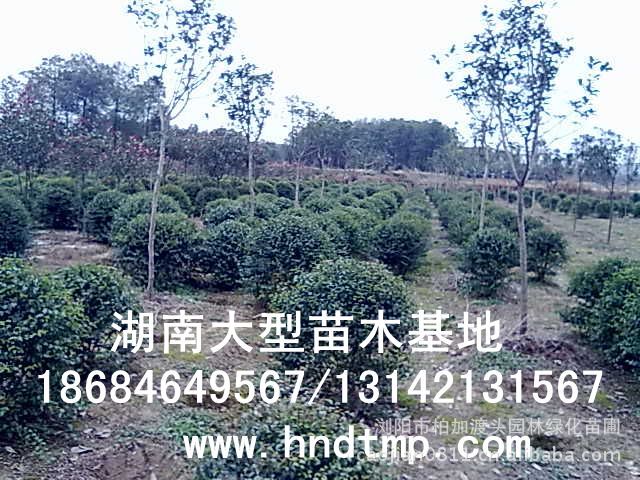 小(xiǎo)葉女(nǚ)貞/小(xiǎo)葉女(nǚ)貞價格/小(xiǎo)葉女(nǚ)貞球/小(xiǎo)葉女(nǚ)貞球價格/湖(hú)南(nán)小(xiǎo)葉女(nǚ)貞/長(cháng)沙小(xiǎo)葉女(nǚ)貞/小(xiǎo)葉女(nǚ)貞最新價格/小(xiǎo)葉女(nǚ)貞價格表/小(xiǎo)葉女(nǚ)貞價格行(xíng)情/小(xiǎo)葉女(nǚ)貞照(zhào)片/小(xiǎo)葉女(nǚ)貞基地(dì)/小(xiǎo)葉女(nǚ)貞球價格/小(xiǎo)葉女(nǚ)貞球哪裡(lǐ)有(yǒu)/小(xiǎo)葉女(nǚ)貞球價格表/小(xiǎo)葉女(nǚ)貞小(xiǎo)苗/小(xiǎo)葉女(nǚ)貞種子(zǐ)/小(xiǎo)葉女(nǚ)貞哪裡(lǐ)有(yǒu)/小(xiǎo)葉女(nǚ)貞哪裡(lǐ)有(yǒu)買/湖(hú)南(nán)哪裡(lǐ)有(yǒu)小(xiǎo)葉女(nǚ)貞球買/長(cháng)沙苗木(mù)/湖(hú)南(nán)苗木(mù)/湖(hú)南(nán)花(huā)木(mù)/長(cháng)沙苗圃/湖(hú)南(nán)苗圃/長(cháng)沙哪裡(lǐ)有(yǒu)花(huā)木(mù)基地(dì)/怎樣種花(huā)木(mù)/小(xiǎo)葉女(nǚ)貞球在長(cháng)沙哪裡(lǐ)有(yǒu)買/小(xiǎo)葉女(nǚ)貞球批發/小(xiǎo)葉女(nǚ)貞球求購(gòu)/求購(gòu)小(xiǎo)葉女(nǚ)貞球/大(dà)量供應小(xiǎo)葉女(nǚ)貞球/大(dà)量求購(gòu)小(xiǎo)葉女(nǚ)貞小(xiǎo)苗/大(dà)量求購(gòu)小(xiǎo)葉女(nǚ) 小(xiǎo)葉女(nǚ)貞/小(xiǎo)葉女(nǚ)貞價格/小(xiǎo)葉女(nǚ)貞球/小(xiǎo)葉女(nǚ)貞球價格/湖(hú)南(nán)小(xiǎo)葉女(nǚ)貞/長(cháng)沙小(xiǎo)葉女(nǚ)貞/小(xiǎo)葉女(nǚ)貞最新價格/小(xiǎo)葉女(nǚ)貞價格表/小(xiǎo)葉女(nǚ)貞價格行(xíng)情/小(xiǎo)葉女(nǚ)貞照(zhào)片/小(xiǎo)葉女(nǚ)貞基地(dì)/小(xiǎo)葉女(nǚ)貞球價格/小(xiǎo)葉女(nǚ)貞球哪裡(lǐ)有(yǒu)/小(xiǎo)葉女(nǚ)貞球價格表/小(xiǎo)葉女(nǚ)貞小(xiǎo)苗/小(xiǎo)葉女(nǚ)貞種子(zǐ)/小(xiǎo)葉女(nǚ)貞哪裡(lǐ)有(yǒu)/小(xiǎo)葉女(nǚ)貞哪裡(lǐ)有(yǒu)買/湖(hú)南(nán)哪裡(lǐ)有(yǒu)小(xiǎo)葉女(nǚ)貞球買/長(cháng)沙苗木(mù)/湖(hú)南(nán)苗木(mù)/湖(hú)南(nán)花(huā)木(mù)/長(cháng)沙苗圃/湖(hú)南(nán)苗圃/長(cháng)沙哪裡(lǐ)有(yǒu)花(huā)木(mù)基地(dì)/怎樣種花(huā)木(mù)/小(xiǎo)葉女(nǚ)貞球在長(cháng)沙哪裡(lǐ)有(yǒu)買/小(xiǎo)葉女(nǚ)貞球批發/小(xiǎo)葉女(nǚ)貞球求購(gòu)/求購(gòu)小(xiǎo)葉女(nǚ)貞球/大(dà)量供應小(xiǎo)葉女(nǚ)貞球/大(dà)量求購(gòu)小(xiǎo)葉女(nǚ)貞小(xiǎo)苗/大(dà)量求購(gòu)小(xiǎo)葉女(nǚ)