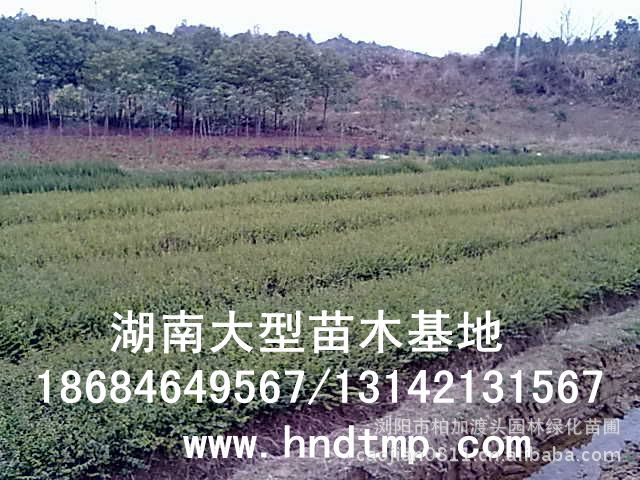 小(xiǎo)葉女(nǚ)貞/小(xiǎo)葉女(nǚ)貞價格/小(xiǎo)葉女(nǚ)貞球/小(xiǎo)葉女(nǚ)貞球價格/湖(hú)南(nán)小(xiǎo)葉女(nǚ)貞/長(cháng)沙小(xiǎo)葉女(nǚ)貞/小(xiǎo)葉女(nǚ)貞最新價格/小(xiǎo)葉女(nǚ)貞價格表/小(xiǎo)葉女(nǚ)貞價格行(xíng)情/小(xiǎo)葉女(nǚ)貞照(zhào)片/小(xiǎo)葉女(nǚ)貞基地(dì)/小(xiǎo)葉女(nǚ)貞球價格/小(xiǎo)葉女(nǚ)貞球哪裡(lǐ)有(yǒu)/小(xiǎo)葉女(nǚ)貞球價格表/小(xiǎo)葉女(nǚ)貞小(xiǎo)苗/小(xiǎo)葉女(nǚ)貞種子(zǐ)/小(xiǎo)葉女(nǚ)貞哪裡(lǐ)有(yǒu)/小(xiǎo)葉女(nǚ)貞哪裡(lǐ)有(yǒu)買/湖(hú)南(nán)哪裡(lǐ)有(yǒu)小(xiǎo)葉女(nǚ)貞球買/長(cháng)沙苗木(mù)/湖(hú)南(nán)苗木(mù)/湖(hú)南(nán)花(huā)木(mù)/長(cháng)沙苗圃/湖(hú)南(nán)苗圃/長(cháng)沙哪裡(lǐ)有(yǒu)花(huā)木(mù)基地(dì)/怎樣種花(huā)木(mù)/小(xiǎo)葉女(nǚ)貞球在長(cháng)沙哪裡(lǐ)有(yǒu)買/小(xiǎo)葉女(nǚ)貞球批發/小(xiǎo)葉女(nǚ)貞球求購(gòu)/求購(gòu)小(xiǎo)葉女(nǚ)貞球/大(dà)量供應小(xiǎo)葉女(nǚ)貞球/大(dà)量求購(gòu)小(xiǎo)葉女(nǚ)貞小(xiǎo)苗/大(dà)量求購(gòu)小(xiǎo)葉女(nǚ) 小(xiǎo)葉女(nǚ)貞/小(xiǎo)葉女(nǚ)貞價格/小(xiǎo)葉女(nǚ)貞球/小(xiǎo)葉女(nǚ)貞球價格/湖(hú)南(nán)小(xiǎo)葉女(nǚ)貞/長(cháng)沙小(xiǎo)葉女(nǚ)貞/小(xiǎo)葉女(nǚ)貞最新價格/小(xiǎo)葉女(nǚ)貞價格表/小(xiǎo)葉女(nǚ)貞價格行(xíng)情/小(xiǎo)葉女(nǚ)貞照(zhào)片/小(xiǎo)葉女(nǚ)貞基地(dì)/小(xiǎo)葉女(nǚ)貞球價格/小(xiǎo)葉女(nǚ)貞球哪裡(lǐ)有(yǒu)/小(xiǎo)葉女(nǚ)貞球價格表/小(xiǎo)葉女(nǚ)貞小(xiǎo)苗/小(xiǎo)葉女(nǚ)貞種子(zǐ)/小(xiǎo)葉女(nǚ)貞哪裡(lǐ)有(yǒu)/小(xiǎo)葉女(nǚ)貞哪裡(lǐ)有(yǒu)買/湖(hú)南(nán)哪裡(lǐ)有(yǒu)小(xiǎo)葉女(nǚ)貞球買/長(cháng)沙苗木(mù)/湖(hú)南(nán)苗木(mù)/湖(hú)南(nán)花(huā)木(mù)/長(cháng)沙苗圃/湖(hú)南(nán)苗圃/長(cháng)沙哪裡(lǐ)有(yǒu)花(huā)木(mù)基地(dì)/怎樣種花(huā)木(mù)/小(xiǎo)葉女(nǚ)貞球在長(cháng)沙哪裡(lǐ)有(yǒu)買/小(xiǎo)葉女(nǚ)貞球批發/小(xiǎo)葉女(nǚ)貞球求購(gòu)/求購(gòu)小(xiǎo)葉女(nǚ)貞球/大(dà)量供應小(xiǎo)葉女(nǚ)貞球/大(dà)量求購(gòu)小(xiǎo)葉女(nǚ)貞小(xiǎo)苗/大(dà)量求購(gòu)小(xiǎo)葉女(nǚ)