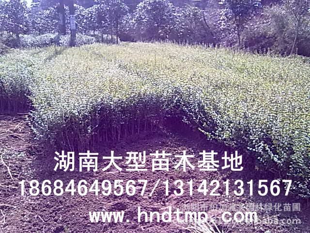 小(xiǎo)葉女(nǚ)貞/小(xiǎo)葉女(nǚ)貞價格/小(xiǎo)葉女(nǚ)貞球/小(xiǎo)葉女(nǚ)貞球價格/湖(hú)南(nán)小(xiǎo)葉女(nǚ)貞/長(cháng)沙小(xiǎo)葉女(nǚ)貞/小(xiǎo)葉女(nǚ)貞最新價格/小(xiǎo)葉女(nǚ)貞價格表/小(xiǎo)葉女(nǚ)貞價格行(xíng)情/小(xiǎo)葉女(nǚ)貞照(zhào)片/小(xiǎo)葉女(nǚ)貞基地(dì)/小(xiǎo)葉女(nǚ)貞球價格/小(xiǎo)葉女(nǚ)貞球哪裡(lǐ)有(yǒu)/小(xiǎo)葉女(nǚ)貞球價格表/小(xiǎo)葉女(nǚ)貞小(xiǎo)苗/小(xiǎo)葉女(nǚ)貞種子(zǐ)/小(xiǎo)葉女(nǚ)貞哪裡(lǐ)有(yǒu)/小(xiǎo)葉女(nǚ)貞哪裡(lǐ)有(yǒu)買/湖(hú)南(nán)哪裡(lǐ)有(yǒu)小(xiǎo)葉女(nǚ)貞球買/長(cháng)沙苗木(mù)/湖(hú)南(nán)苗木(mù)/湖(hú)南(nán)花(huā)木(mù)/長(cháng)沙苗圃/湖(hú)南(nán)苗圃/長(cháng)沙哪裡(lǐ)有(yǒu)花(huā)木(mù)基地(dì)/怎樣種花(huā)木(mù)/小(xiǎo)葉女(nǚ)貞球在長(cháng)沙哪裡(lǐ)有(yǒu)買/小(xiǎo)葉女(nǚ)貞球批發/小(xiǎo)葉女(nǚ)貞球求購(gòu)/求購(gòu)小(xiǎo)葉女(nǚ)貞球/大(dà)量供應小(xiǎo)葉女(nǚ)貞球/大(dà)量求購(gòu)小(xiǎo)葉女(nǚ)貞小(xiǎo)苗/大(dà)量求購(gòu)小(xiǎo)葉女(nǚ) 小(xiǎo)葉女(nǚ)貞/小(xiǎo)葉女(nǚ)貞價格/小(xiǎo)葉女(nǚ)貞球/小(xiǎo)葉女(nǚ)貞球價格/湖(hú)南(nán)小(xiǎo)葉女(nǚ)貞/長(cháng)沙小(xiǎo)葉女(nǚ)貞/小(xiǎo)葉女(nǚ)貞最新價格/小(xiǎo)葉女(nǚ)貞價格表/小(xiǎo)葉女(nǚ)貞價格行(xíng)情/小(xiǎo)葉女(nǚ)貞照(zhào)片/小(xiǎo)葉女(nǚ)貞基地(dì)/小(xiǎo)葉女(nǚ)貞球價格/小(xiǎo)葉女(nǚ)貞球哪裡(lǐ)有(yǒu)/小(xiǎo)葉女(nǚ)貞球價格表/小(xiǎo)葉女(nǚ)貞小(xiǎo)苗/小(xiǎo)葉女(nǚ)貞種子(zǐ)/小(xiǎo)葉女(nǚ)貞哪裡(lǐ)有(yǒu)/小(xiǎo)葉女(nǚ)貞哪裡(lǐ)有(yǒu)買/湖(hú)南(nán)哪裡(lǐ)有(yǒu)小(xiǎo)葉女(nǚ)貞球買/長(cháng)沙苗木(mù)/湖(hú)南(nán)苗木(mù)/湖(hú)南(nán)花(huā)木(mù)/長(cháng)沙苗圃/湖(hú)南(nán)苗圃/長(cháng)沙哪裡(lǐ)有(yǒu)花(huā)木(mù)基地(dì)/怎樣種花(huā)木(mù)/小(xiǎo)葉女(nǚ)貞球在長(cháng)沙哪裡(lǐ)有(yǒu)買/小(xiǎo)葉女(nǚ)貞球批發/小(xiǎo)葉女(nǚ)貞球求購(gòu)/求購(gòu)小(xiǎo)葉女(nǚ)貞球/大(dà)量供應小(xiǎo)葉女(nǚ)貞球/大(dà)量求購(gòu)小(xiǎo)葉女(nǚ)貞小(xiǎo)苗/大(dà)量求購(gòu)小(xiǎo)葉女(nǚ)