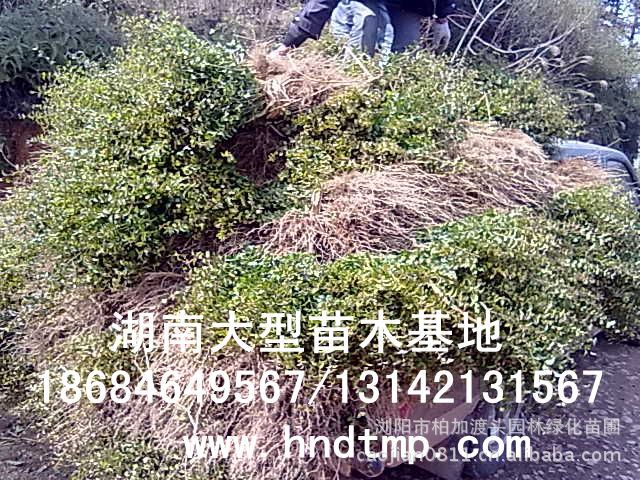 小(xiǎo)葉女(nǚ)貞/小(xiǎo)葉女(nǚ)貞價格/小(xiǎo)葉女(nǚ)貞球/小(xiǎo)葉女(nǚ)貞球價格/湖(hú)南(nán)小(xiǎo)葉女(nǚ)貞/長(cháng)沙小(xiǎo)葉女(nǚ)貞/小(xiǎo)葉女(nǚ)貞最新價格/小(xiǎo)葉女(nǚ)貞價格表/小(xiǎo)葉女(nǚ)貞價格行(xíng)情/小(xiǎo)葉女(nǚ)貞照(zhào)片/小(xiǎo)葉女(nǚ)貞基地(dì)/小(xiǎo)葉女(nǚ)貞球價格/小(xiǎo)葉女(nǚ)貞球哪裡(lǐ)有(yǒu)/小(xiǎo)葉女(nǚ)貞球價格表/小(xiǎo)葉女(nǚ)貞小(xiǎo)苗/小(xiǎo)葉女(nǚ)貞種子(zǐ)/小(xiǎo)葉女(nǚ)貞哪裡(lǐ)有(yǒu)/小(xiǎo)葉女(nǚ)貞哪裡(lǐ)有(yǒu)買/湖(hú)南(nán)哪裡(lǐ)有(yǒu)小(xiǎo)葉女(nǚ)貞球買/長(cháng)沙苗木(mù)/湖(hú)南(nán)苗木(mù)/湖(hú)南(nán)花(huā)木(mù)/長(cháng)沙苗圃/湖(hú)南(nán)苗圃/長(cháng)沙哪裡(lǐ)有(yǒu)花(huā)木(mù)基地(dì)/怎樣種花(huā)木(mù)/小(xiǎo)葉女(nǚ)貞球在長(cháng)沙哪裡(lǐ)有(yǒu)買/小(xiǎo)葉女(nǚ)貞球批發/小(xiǎo)葉女(nǚ)貞球求購(gòu)/求購(gòu)小(xiǎo)葉女(nǚ)貞球/大(dà)量供應小(xiǎo)葉女(nǚ)貞球/大(dà)量求購(gòu)小(xiǎo)葉女(nǚ)貞小(xiǎo)苗/大(dà)量求購(gòu)小(xiǎo)葉女(nǚ) 小(xiǎo)葉女(nǚ)貞/小(xiǎo)葉女(nǚ)貞價格/小(xiǎo)葉女(nǚ)貞球/小(xiǎo)葉女(nǚ)貞球價格/湖(hú)南(nán)小(xiǎo)葉女(nǚ)貞/長(cháng)沙小(xiǎo)葉女(nǚ)貞/小(xiǎo)葉女(nǚ)貞最新價格/小(xiǎo)葉女(nǚ)貞價格表/小(xiǎo)葉女(nǚ)貞價格行(xíng)情/小(xiǎo)葉女(nǚ)貞照(zhào)片/小(xiǎo)葉女(nǚ)貞基地(dì)/小(xiǎo)葉女(nǚ)貞球價格/小(xiǎo)葉女(nǚ)貞球哪裡(lǐ)有(yǒu)/小(xiǎo)葉女(nǚ)貞球價格表/小(xiǎo)葉女(nǚ)貞小(xiǎo)苗/小(xiǎo)葉女(nǚ)貞種子(zǐ)/小(xiǎo)葉女(nǚ)貞哪裡(lǐ)有(yǒu)/小(xiǎo)葉女(nǚ)貞哪裡(lǐ)有(yǒu)買/湖(hú)南(nán)哪裡(lǐ)有(yǒu)小(xiǎo)葉女(nǚ)貞球買/長(cháng)沙苗木(mù)/湖(hú)南(nán)苗木(mù)/湖(hú)南(nán)花(huā)木(mù)/長(cháng)沙苗圃/湖(hú)南(nán)苗圃/長(cháng)沙哪裡(lǐ)有(yǒu)花(huā)木(mù)基地(dì)/怎樣種花(huā)木(mù)/小(xiǎo)葉女(nǚ)貞球在長(cháng)沙哪裡(lǐ)有(yǒu)買/小(xiǎo)葉女(nǚ)貞球批發/小(xiǎo)葉女(nǚ)貞球求購(gòu)/求購(gòu)小(xiǎo)葉女(nǚ)貞球/大(dà)量供應小(xiǎo)葉女(nǚ)貞球/大(dà)量求購(gòu)小(xiǎo)葉女(nǚ)貞小(xiǎo)苗/大(dà)量求購(gòu)小(xiǎo)葉女(nǚ)