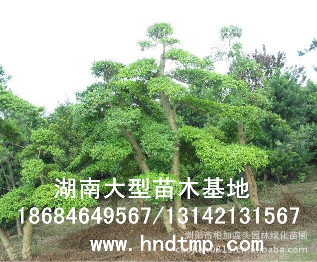 小(xiǎo)葉女(nǚ)貞/小(xiǎo)葉女(nǚ)貞價格/小(xiǎo)葉女(nǚ)貞球/小(xiǎo)葉女(nǚ)貞球價格/湖(hú)南(nán)小(xiǎo)葉女(nǚ)貞/長(cháng)沙小(xiǎo)葉女(nǚ)貞/小(xiǎo)葉女(nǚ)貞最新價格/小(xiǎo)葉女(nǚ)貞價格表/小(xiǎo)葉女(nǚ)貞價格行(xíng)情/小(xiǎo)葉女(nǚ)貞照(zhào)片/小(xiǎo)葉女(nǚ)貞基地(dì)/小(xiǎo)葉女(nǚ)貞球價格/小(xiǎo)葉女(nǚ)貞球哪裡(lǐ)有(yǒu)/小(xiǎo)葉女(nǚ)貞球價格表/小(xiǎo)葉女(nǚ)貞小(xiǎo)苗/小(xiǎo)葉女(nǚ)貞種子(zǐ)/小(xiǎo)葉女(nǚ)貞哪裡(lǐ)有(yǒu)/小(xiǎo)葉女(nǚ)貞哪裡(lǐ)有(yǒu)買/湖(hú)南(nán)哪裡(lǐ)有(yǒu)小(xiǎo)葉女(nǚ)貞球買/長(cháng)沙苗木(mù)/湖(hú)南(nán)苗木(mù)/湖(hú)南(nán)花(huā)木(mù)/長(cháng)沙苗圃/湖(hú)南(nán)苗圃/長(cháng)沙哪裡(lǐ)有(yǒu)花(huā)木(mù)基地(dì)/怎樣種花(huā)木(mù)/小(xiǎo)葉女(nǚ)貞球在長(cháng)沙哪裡(lǐ)有(yǒu)買/小(xiǎo)葉女(nǚ)貞球批發/小(xiǎo)葉女(nǚ)貞球求購(gòu)/求購(gòu)小(xiǎo)葉女(nǚ)貞球/大(dà)量供應小(xiǎo)葉女(nǚ)貞球/大(dà)量求購(gòu)小(xiǎo)葉女(nǚ)貞小(xiǎo)苗/大(dà)量求購(gòu)小(xiǎo)葉女(nǚ) 小(xiǎo)葉女(nǚ)貞/小(xiǎo)葉女(nǚ)貞價格/小(xiǎo)葉女(nǚ)貞球/小(xiǎo)葉女(nǚ)貞球價格/湖(hú)南(nán)小(xiǎo)葉女(nǚ)貞/長(cháng)沙小(xiǎo)葉女(nǚ)貞/小(xiǎo)葉女(nǚ)貞最新價格/小(xiǎo)葉女(nǚ)貞價格表/小(xiǎo)葉女(nǚ)貞價格行(xíng)情/小(xiǎo)葉女(nǚ)貞照(zhào)片/小(xiǎo)葉女(nǚ)貞基地(dì)/小(xiǎo)葉女(nǚ)貞球價格/小(xiǎo)葉女(nǚ)貞球哪裡(lǐ)有(yǒu)/小(xiǎo)葉女(nǚ)貞球價格表/小(xiǎo)葉女(nǚ)貞小(xiǎo)苗/小(xiǎo)葉女(nǚ)貞種子(zǐ)/小(xiǎo)葉女(nǚ)貞哪裡(lǐ)有(yǒu)/小(xiǎo)葉女(nǚ)貞哪裡(lǐ)有(yǒu)買/湖(hú)南(nán)哪裡(lǐ)有(yǒu)小(xiǎo)葉女(nǚ)貞球買/長(cháng)沙苗木(mù)/湖(hú)南(nán)苗木(mù)/湖(hú)南(nán)花(huā)木(mù)/長(cháng)沙苗圃/湖(hú)南(nán)苗圃/長(cháng)沙哪裡(lǐ)有(yǒu)花(huā)木(mù)基地(dì)/怎樣種花(huā)木(mù)/小(xiǎo)葉女(nǚ)貞球在長(cháng)沙哪裡(lǐ)有(yǒu)買/小(xiǎo)葉女(nǚ)貞球批發/小(xiǎo)葉女(nǚ)貞球求購(gòu)/求購(gòu)小(xiǎo)葉女(nǚ)貞球/大(dà)量供應小(xiǎo)葉女(nǚ)貞球/大(dà)量求購(gòu)小(xiǎo)葉女(nǚ)貞小(xiǎo)苗/大(dà)量求購(gòu)小(xiǎo)葉女(nǚ)