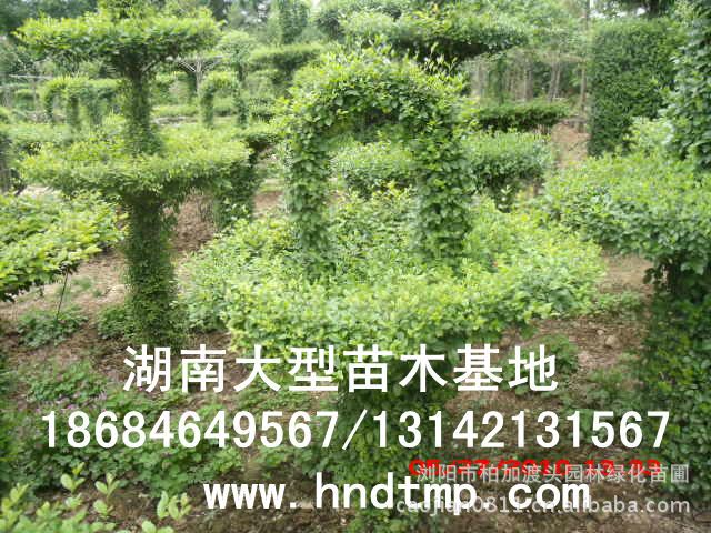 小(xiǎo)葉女(nǚ)貞/小(xiǎo)葉女(nǚ)貞價格/小(xiǎo)葉女(nǚ)貞球/小(xiǎo)葉女(nǚ)貞球價格/湖(hú)南(nán)小(xiǎo)葉女(nǚ)貞/長(cháng)沙小(xiǎo)葉女(nǚ)貞/小(xiǎo)葉女(nǚ)貞最新價格/小(xiǎo)葉女(nǚ)貞價格表/小(xiǎo)葉女(nǚ)貞價格行(xíng)情/小(xiǎo)葉女(nǚ)貞照(zhào)片/小(xiǎo)葉女(nǚ)貞基地(dì)/小(xiǎo)葉女(nǚ)貞球價格/小(xiǎo)葉女(nǚ)貞球哪裡(lǐ)有(yǒu)/小(xiǎo)葉女(nǚ)貞球價格表/小(xiǎo)葉女(nǚ)貞小(xiǎo)苗/小(xiǎo)葉女(nǚ)貞種子(zǐ)/小(xiǎo)葉女(nǚ)貞哪裡(lǐ)有(yǒu)/小(xiǎo)葉女(nǚ)貞哪裡(lǐ)有(yǒu)買/湖(hú)南(nán)哪裡(lǐ)有(yǒu)小(xiǎo)葉女(nǚ)貞球買/長(cháng)沙苗木(mù)/湖(hú)南(nán)苗木(mù)/湖(hú)南(nán)花(huā)木(mù)/長(cháng)沙苗圃/湖(hú)南(nán)苗圃/長(cháng)沙哪裡(lǐ)有(yǒu)花(huā)木(mù)基地(dì)/怎樣種花(huā)木(mù)/小(xiǎo)葉女(nǚ)貞球在長(cháng)沙哪裡(lǐ)有(yǒu)買/小(xiǎo)葉女(nǚ)貞球批發/小(xiǎo)葉女(nǚ)貞球求購(gòu)/求購(gòu)小(xiǎo)葉女(nǚ)貞球/大(dà)量供應小(xiǎo)葉女(nǚ)貞球/大(dà)量求購(gòu)小(xiǎo)葉女(nǚ)貞小(xiǎo)苗/大(dà)量求購(gòu)小(xiǎo)葉女(nǚ) 小(xiǎo)葉女(nǚ)貞/小(xiǎo)葉女(nǚ)貞價格/小(xiǎo)葉女(nǚ)貞球/小(xiǎo)葉女(nǚ)貞球價格/湖(hú)南(nán)小(xiǎo)葉女(nǚ)貞/長(cháng)沙小(xiǎo)葉女(nǚ)貞/小(xiǎo)葉女(nǚ)貞最新價格/小(xiǎo)葉女(nǚ)貞價格表/小(xiǎo)葉女(nǚ)貞價格行(xíng)情/小(xiǎo)葉女(nǚ)貞照(zhào)片/小(xiǎo)葉女(nǚ)貞基地(dì)/小(xiǎo)葉女(nǚ)貞球價格/小(xiǎo)葉女(nǚ)貞球哪裡(lǐ)有(yǒu)/小(xiǎo)葉女(nǚ)貞球價格表/小(xiǎo)葉女(nǚ)貞小(xiǎo)苗/小(xiǎo)葉女(nǚ)貞種子(zǐ)/小(xiǎo)葉女(nǚ)貞哪裡(lǐ)有(yǒu)/小(xiǎo)葉女(nǚ)貞哪裡(lǐ)有(yǒu)買/湖(hú)南(nán)哪裡(lǐ)有(yǒu)小(xiǎo)葉女(nǚ)貞球買/長(cháng)沙苗木(mù)/湖(hú)南(nán)苗木(mù)/湖(hú)南(nán)花(huā)木(mù)/長(cháng)沙苗圃/湖(hú)南(nán)苗圃/長(cháng)沙哪裡(lǐ)有(yǒu)花(huā)木(mù)基地(dì)/怎樣種花(huā)木(mù)/小(xiǎo)葉女(nǚ)貞球在長(cháng)沙哪裡(lǐ)有(yǒu)買/小(xiǎo)葉女(nǚ)貞球批發/小(xiǎo)葉女(nǚ)貞球求購(gòu)/求購(gòu)小(xiǎo)葉女(nǚ)貞球/大(dà)量供應小(xiǎo)葉女(nǚ)貞球/大(dà)量求購(gòu)小(xiǎo)葉女(nǚ)貞小(xiǎo)苗/大(dà)量求購(gòu)小(xiǎo)葉女(nǚ)