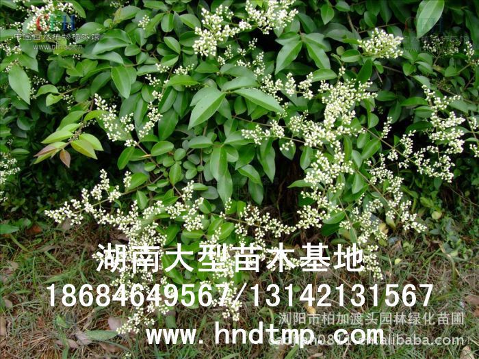 小(xiǎo)葉女(nǚ)貞/小(xiǎo)葉女(nǚ)貞價格/小(xiǎo)葉女(nǚ)貞球/小(xiǎo)葉女(nǚ)貞球價格/湖(hú)南(nán)小(xiǎo)葉女(nǚ)貞/長(cháng)沙小(xiǎo)葉女(nǚ)貞/小(xiǎo)葉女(nǚ)貞最新價格/小(xiǎo)葉女(nǚ)貞價格表/小(xiǎo)葉女(nǚ)貞價格行(xíng)情/小(xiǎo)葉女(nǚ)貞照(zhào)片/小(xiǎo)葉女(nǚ)貞基地(dì)/小(xiǎo)葉女(nǚ)貞球價格/小(xiǎo)葉女(nǚ)貞球哪裡(lǐ)有(yǒu)/小(xiǎo)葉女(nǚ)貞球價格表/小(xiǎo)葉女(nǚ)貞小(xiǎo)苗/小(xiǎo)葉女(nǚ)貞種子(zǐ)/小(xiǎo)葉女(nǚ)貞哪裡(lǐ)有(yǒu)/小(xiǎo)葉女(nǚ)貞哪裡(lǐ)有(yǒu)買/湖(hú)南(nán)哪裡(lǐ)有(yǒu)小(xiǎo)葉女(nǚ)貞球買/長(cháng)沙苗木(mù)/湖(hú)南(nán)苗木(mù)/湖(hú)南(nán)花(huā)木(mù)/長(cháng)沙苗圃/湖(hú)南(nán)苗圃/長(cháng)沙哪裡(lǐ)有(yǒu)花(huā)木(mù)基地(dì)/怎樣種花(huā)木(mù)/小(xiǎo)葉女(nǚ)貞球在長(cháng)沙哪裡(lǐ)有(yǒu)買/小(xiǎo)葉女(nǚ)貞球批發/小(xiǎo)葉女(nǚ)貞球求購(gòu)/求購(gòu)小(xiǎo)葉女(nǚ)貞球/大(dà)量供應小(xiǎo)葉女(nǚ)貞球/大(dà)量求購(gòu)小(xiǎo)葉女(nǚ)貞小(xiǎo)苗/大(dà)量求購(gòu)小(xiǎo)葉女(nǚ) 小(xiǎo)葉女(nǚ)貞/小(xiǎo)葉女(nǚ)貞價格/小(xiǎo)葉女(nǚ)貞球/小(xiǎo)葉女(nǚ)貞球價格/湖(hú)南(nán)小(xiǎo)葉女(nǚ)貞/長(cháng)沙小(xiǎo)葉女(nǚ)貞/小(xiǎo)葉女(nǚ)貞最新價格/小(xiǎo)葉女(nǚ)貞價格表/小(xiǎo)葉女(nǚ)貞價格行(xíng)情/小(xiǎo)葉女(nǚ)貞照(zhào)片/小(xiǎo)葉女(nǚ)貞基地(dì)/小(xiǎo)葉女(nǚ)貞球價格/小(xiǎo)葉女(nǚ)貞球哪裡(lǐ)有(yǒu)/小(xiǎo)葉女(nǚ)貞球價格表/小(xiǎo)葉女(nǚ)貞小(xiǎo)苗/小(xiǎo)葉女(nǚ)貞種子(zǐ)/小(xiǎo)葉女(nǚ)貞哪裡(lǐ)有(yǒu)/小(xiǎo)葉女(nǚ)貞哪裡(lǐ)有(yǒu)買/湖(hú)南(nán)哪裡(lǐ)有(yǒu)小(xiǎo)葉女(nǚ)貞球買/長(cháng)沙苗木(mù)/湖(hú)南(nán)苗木(mù)/湖(hú)南(nán)花(huā)木(mù)/長(cháng)沙苗圃/湖(hú)南(nán)苗圃/長(cháng)沙哪裡(lǐ)有(yǒu)花(huā)木(mù)基地(dì)/怎樣種花(huā)木(mù)/小(xiǎo)葉女(nǚ)貞球在長(cháng)沙哪裡(lǐ)有(yǒu)買/小(xiǎo)葉女(nǚ)貞球批發/小(xiǎo)葉女(nǚ)貞球求購(gòu)/求購(gòu)小(xiǎo)葉女(nǚ)貞球/大(dà)量供應小(xiǎo)葉女(nǚ)貞球/大(dà)量求購(gòu)小(xiǎo)葉女(nǚ)貞小(xiǎo)苗/大(dà)量求購(gòu)小(xiǎo)葉女(nǚ)