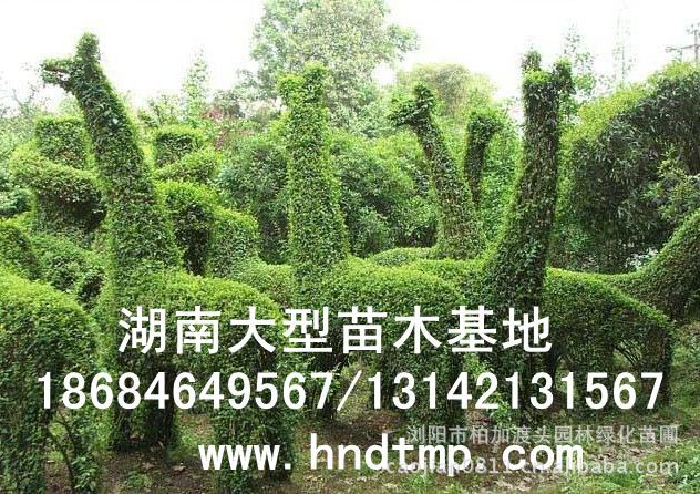 小(xiǎo)葉女(nǚ)貞/小(xiǎo)葉女(nǚ)貞價格/小(xiǎo)葉女(nǚ)貞球/小(xiǎo)葉女(nǚ)貞球價格/湖(hú)南(nán)小(xiǎo)葉女(nǚ)貞/長(cháng)沙小(xiǎo)葉女(nǚ)貞/小(xiǎo)葉女(nǚ)貞最新價格/小(xiǎo)葉女(nǚ)貞價格表/小(xiǎo)葉女(nǚ)貞價格行(xíng)情/小(xiǎo)葉女(nǚ)貞照(zhào)片/小(xiǎo)葉女(nǚ)貞基地(dì)/小(xiǎo)葉女(nǚ)貞球價格/小(xiǎo)葉女(nǚ)貞球哪裡(lǐ)有(yǒu)/小(xiǎo)葉女(nǚ)貞球價格表/小(xiǎo)葉女(nǚ)貞小(xiǎo)苗/小(xiǎo)葉女(nǚ)貞種子(zǐ)/小(xiǎo)葉女(nǚ)貞哪裡(lǐ)有(yǒu)/小(xiǎo)葉女(nǚ)貞哪裡(lǐ)有(yǒu)買/湖(hú)南(nán)哪裡(lǐ)有(yǒu)小(xiǎo)葉女(nǚ)貞球買/長(cháng)沙苗木(mù)/湖(hú)南(nán)苗木(mù)/湖(hú)南(nán)花(huā)木(mù)/長(cháng)沙苗圃/湖(hú)南(nán)苗圃/長(cháng)沙哪裡(lǐ)有(yǒu)花(huā)木(mù)基地(dì)/怎樣種花(huā)木(mù)/小(xiǎo)葉女(nǚ)貞球在長(cháng)沙哪裡(lǐ)有(yǒu)買/小(xiǎo)葉女(nǚ)貞球批發/小(xiǎo)葉女(nǚ)貞球求購(gòu)/求購(gòu)小(xiǎo)葉女(nǚ)貞球/大(dà)量供應小(xiǎo)葉女(nǚ)貞球/大(dà)量求購(gòu)小(xiǎo)葉女(nǚ)貞小(xiǎo)苗/大(dà)量求購(gòu)小(xiǎo)葉女(nǚ) 小(xiǎo)葉女(nǚ)貞/小(xiǎo)葉女(nǚ)貞價格/小(xiǎo)葉女(nǚ)貞球/小(xiǎo)葉女(nǚ)貞球價格/湖(hú)南(nán)小(xiǎo)葉女(nǚ)貞/長(cháng)沙小(xiǎo)葉女(nǚ)貞/小(xiǎo)葉女(nǚ)貞最新價格/小(xiǎo)葉女(nǚ)貞價格表/小(xiǎo)葉女(nǚ)貞價格行(xíng)情/小(xiǎo)葉女(nǚ)貞照(zhào)片/小(xiǎo)葉女(nǚ)貞基地(dì)/小(xiǎo)葉女(nǚ)貞球價格/小(xiǎo)葉女(nǚ)貞球哪裡(lǐ)有(yǒu)/小(xiǎo)葉女(nǚ)貞球價格表/小(xiǎo)葉女(nǚ)貞小(xiǎo)苗/小(xiǎo)葉女(nǚ)貞種子(zǐ)/小(xiǎo)葉女(nǚ)貞哪裡(lǐ)有(yǒu)/小(xiǎo)葉女(nǚ)貞哪裡(lǐ)有(yǒu)買/湖(hú)南(nán)哪裡(lǐ)有(yǒu)小(xiǎo)葉女(nǚ)貞球買/長(cháng)沙苗木(mù)/湖(hú)南(nán)苗木(mù)/湖(hú)南(nán)花(huā)木(mù)/長(cháng)沙苗圃/湖(hú)南(nán)苗圃/長(cháng)沙哪裡(lǐ)有(yǒu)花(huā)木(mù)基地(dì)/怎樣種花(huā)木(mù)/小(xiǎo)葉女(nǚ)貞球在長(cháng)沙哪裡(lǐ)有(yǒu)買/小(xiǎo)葉女(nǚ)貞球批發/小(xiǎo)葉女(nǚ)貞球求購(gòu)/求購(gòu)小(xiǎo)葉女(nǚ)貞球/大(dà)量供應小(xiǎo)葉女(nǚ)貞球/大(dà)量求購(gòu)小(xiǎo)葉女(nǚ)貞小(xiǎo)苗/大(dà)量求購(gòu)小(xiǎo)葉女(nǚ)