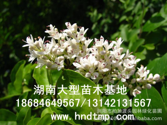 小(xiǎo)葉女(nǚ)貞/小(xiǎo)葉女(nǚ)貞價格/小(xiǎo)葉女(nǚ)貞球/小(xiǎo)葉女(nǚ)貞球價格/湖(hú)南(nán)小(xiǎo)葉女(nǚ)貞/長(cháng)沙小(xiǎo)葉女(nǚ)貞/小(xiǎo)葉女(nǚ)貞最新價格/小(xiǎo)葉女(nǚ)貞價格表/小(xiǎo)葉女(nǚ)貞價格行(xíng)情/小(xiǎo)葉女(nǚ)貞照(zhào)片/小(xiǎo)葉女(nǚ)貞基地(dì)/小(xiǎo)葉女(nǚ)貞球價格/小(xiǎo)葉女(nǚ)貞球哪裡(lǐ)有(yǒu)/小(xiǎo)葉女(nǚ)貞球價格表/小(xiǎo)葉女(nǚ)貞小(xiǎo)苗/小(xiǎo)葉女(nǚ)貞種子(zǐ)/小(xiǎo)葉女(nǚ)貞哪裡(lǐ)有(yǒu)/小(xiǎo)葉女(nǚ)貞哪裡(lǐ)有(yǒu)買/湖(hú)南(nán)哪裡(lǐ)有(yǒu)小(xiǎo)葉女(nǚ)貞球買/長(cháng)沙苗木(mù)/湖(hú)南(nán)苗木(mù)/湖(hú)南(nán)花(huā)木(mù)/長(cháng)沙苗圃/湖(hú)南(nán)苗圃/長(cháng)沙哪裡(lǐ)有(yǒu)花(huā)木(mù)基地(dì)/怎樣種花(huā)木(mù)/小(xiǎo)葉女(nǚ)貞球在長(cháng)沙哪裡(lǐ)有(yǒu)買/小(xiǎo)葉女(nǚ)貞球批發/小(xiǎo)葉女(nǚ)貞球求購(gòu)/求購(gòu)小(xiǎo)葉女(nǚ)貞球/大(dà)量供應小(xiǎo)葉女(nǚ)貞球/大(dà)量求購(gòu)小(xiǎo)葉女(nǚ)貞小(xiǎo)苗/大(dà)量求購(gòu)小(xiǎo)葉女(nǚ) 小(xiǎo)葉女(nǚ)貞/小(xiǎo)葉女(nǚ)貞價格/小(xiǎo)葉女(nǚ)貞球/小(xiǎo)葉女(nǚ)貞球價格/湖(hú)南(nán)小(xiǎo)葉女(nǚ)貞/長(cháng)沙小(xiǎo)葉女(nǚ)貞/小(xiǎo)葉女(nǚ)貞最新價格/小(xiǎo)葉女(nǚ)貞價格表/小(xiǎo)葉女(nǚ)貞價格行(xíng)情/小(xiǎo)葉女(nǚ)貞照(zhào)片/小(xiǎo)葉女(nǚ)貞基地(dì)/小(xiǎo)葉女(nǚ)貞球價格/小(xiǎo)葉女(nǚ)貞球哪裡(lǐ)有(yǒu)/小(xiǎo)葉女(nǚ)貞球價格表/小(xiǎo)葉女(nǚ)貞小(xiǎo)苗/小(xiǎo)葉女(nǚ)貞種子(zǐ)/小(xiǎo)葉女(nǚ)貞哪裡(lǐ)有(yǒu)/小(xiǎo)葉女(nǚ)貞哪裡(lǐ)有(yǒu)買/湖(hú)南(nán)哪裡(lǐ)有(yǒu)小(xiǎo)葉女(nǚ)貞球買/長(cháng)沙苗木(mù)/湖(hú)南(nán)苗木(mù)/湖(hú)南(nán)花(huā)木(mù)/長(cháng)沙苗圃/湖(hú)南(nán)苗圃/長(cháng)沙哪裡(lǐ)有(yǒu)花(huā)木(mù)基地(dì)/怎樣種花(huā)木(mù)/小(xiǎo)葉女(nǚ)貞球在長(cháng)沙哪裡(lǐ)有(yǒu)買/小(xiǎo)葉女(nǚ)貞球批發/小(xiǎo)葉女(nǚ)貞球求購(gòu)/求購(gòu)小(xiǎo)葉女(nǚ)貞球/大(dà)量供應小(xiǎo)葉女(nǚ)貞球/大(dà)量求購(gòu)小(xiǎo)葉女(nǚ)貞小(xiǎo)苗/大(dà)量求購(gòu)小(xiǎo)葉女(nǚ)