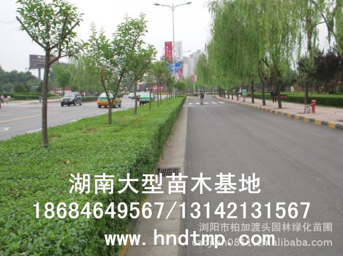 小(xiǎo)葉女(nǚ)貞/小(xiǎo)葉女(nǚ)貞價格/小(xiǎo)葉女(nǚ)貞球/小(xiǎo)葉女(nǚ)貞球價格/湖(hú)南(nán)小(xiǎo)葉女(nǚ)貞/長(cháng)沙小(xiǎo)葉女(nǚ)貞/小(xiǎo)葉女(nǚ)貞最新價格/小(xiǎo)葉女(nǚ)貞價格表/小(xiǎo)葉女(nǚ)貞價格行(xíng)情/小(xiǎo)葉女(nǚ)貞照(zhào)片/小(xiǎo)葉女(nǚ)貞基地(dì)/小(xiǎo)葉女(nǚ)貞球價格/小(xiǎo)葉女(nǚ)貞球哪裡(lǐ)有(yǒu)/小(xiǎo)葉女(nǚ)貞球價格表/小(xiǎo)葉女(nǚ)貞小(xiǎo)苗/小(xiǎo)葉女(nǚ)貞種子(zǐ)/小(xiǎo)葉女(nǚ)貞哪裡(lǐ)有(yǒu)/小(xiǎo)葉女(nǚ)貞哪裡(lǐ)有(yǒu)買/湖(hú)南(nán)哪裡(lǐ)有(yǒu)小(xiǎo)葉女(nǚ)貞球買/長(cháng)沙苗木(mù)/湖(hú)南(nán)苗木(mù)/湖(hú)南(nán)花(huā)木(mù)/長(cháng)沙苗圃/湖(hú)南(nán)苗圃/長(cháng)沙哪裡(lǐ)有(yǒu)花(huā)木(mù)基地(dì)/怎樣種花(huā)木(mù)/小(xiǎo)葉女(nǚ)貞球在長(cháng)沙哪裡(lǐ)有(yǒu)買/小(xiǎo)葉女(nǚ)貞球批發/小(xiǎo)葉女(nǚ)貞球求購(gòu)/求購(gòu)小(xiǎo)葉女(nǚ)貞球/大(dà)量供應小(xiǎo)葉女(nǚ)貞球/大(dà)量求購(gòu)小(xiǎo)葉女(nǚ)貞小(xiǎo)苗/大(dà)量求購(gòu)小(xiǎo)葉女(nǚ) 小(xiǎo)葉女(nǚ)貞/小(xiǎo)葉女(nǚ)貞價格/小(xiǎo)葉女(nǚ)貞球/小(xiǎo)葉女(nǚ)貞球價格/湖(hú)南(nán)小(xiǎo)葉女(nǚ)貞/長(cháng)沙小(xiǎo)葉女(nǚ)貞/小(xiǎo)葉女(nǚ)貞最新價格/小(xiǎo)葉女(nǚ)貞價格表/小(xiǎo)葉女(nǚ)貞價格行(xíng)情/小(xiǎo)葉女(nǚ)貞照(zhào)片/小(xiǎo)葉女(nǚ)貞基地(dì)/小(xiǎo)葉女(nǚ)貞球價格/小(xiǎo)葉女(nǚ)貞球哪裡(lǐ)有(yǒu)/小(xiǎo)葉女(nǚ)貞球價格表/小(xiǎo)葉女(nǚ)貞小(xiǎo)苗/小(xiǎo)葉女(nǚ)貞種子(zǐ)/小(xiǎo)葉女(nǚ)貞哪裡(lǐ)有(yǒu)/小(xiǎo)葉女(nǚ)貞哪裡(lǐ)有(yǒu)買/湖(hú)南(nán)哪裡(lǐ)有(yǒu)小(xiǎo)葉女(nǚ)貞球買/長(cháng)沙苗木(mù)/湖(hú)南(nán)苗木(mù)/湖(hú)南(nán)花(huā)木(mù)/長(cháng)沙苗圃/湖(hú)南(nán)苗圃/長(cháng)沙哪裡(lǐ)有(yǒu)花(huā)木(mù)基地(dì)/怎樣種花(huā)木(mù)/小(xiǎo)葉女(nǚ)貞球在長(cháng)沙哪裡(lǐ)有(yǒu)買/小(xiǎo)葉女(nǚ)貞球批發/小(xiǎo)葉女(nǚ)貞球求購(gòu)/求購(gòu)小(xiǎo)葉女(nǚ)貞球/大(dà)量供應小(xiǎo)葉女(nǚ)貞球/大(dà)量求購(gòu)小(xiǎo)葉女(nǚ)貞小(xiǎo)苗/大(dà)量求購(gòu)小(xiǎo)葉女(nǚ)