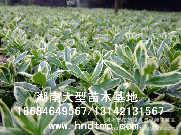 金(jīn)邊黃(huáng)楊▏金(jīn)邊黃(huáng)楊價格▏金(jīn)邊黃(huáng)楊小(xiǎo)苗▏金(jīn)邊黃(huáng)楊小(xiǎo)苗價格▏金(jīn)邊黃(huáng)楊小(xiǎo)苗基地(dì)▏湖(hú)南(nán)哪裡(lǐ)批發金(jīn)邊黃(huáng)