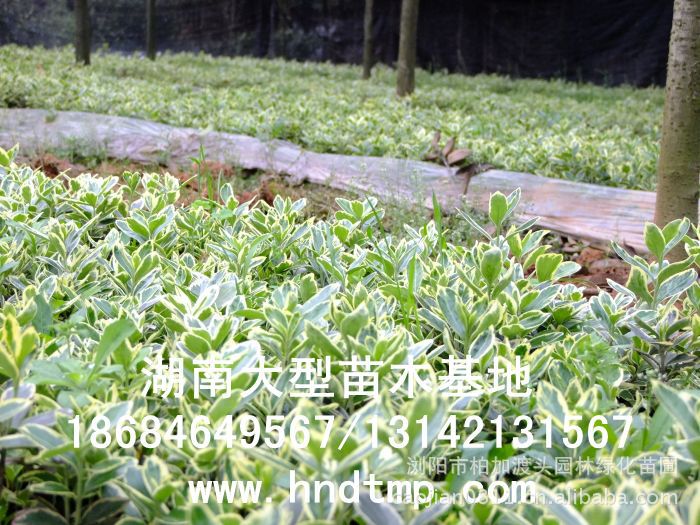 金(jīn)邊黃(huáng)楊▏金(jīn)邊黃(huáng)楊價格▏金(jīn)邊黃(huáng)楊小(xiǎo)苗▏金(jīn)邊黃(huáng)楊小(xiǎo)苗價格▏金(jīn)邊黃(huáng)楊小(xiǎo)苗基地(dì)▏湖(hú)南(nán)哪裡(lǐ)批發金(jīn)邊黃(huáng)