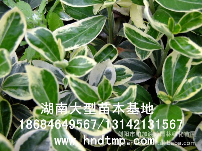 金(jīn)邊黃(huáng)楊▏金(jīn)邊黃(huáng)楊價格▏金(jīn)邊黃(huáng)楊小(xiǎo)苗▏金(jīn)邊黃(huáng)楊小(xiǎo)苗價格▏金(jīn)邊黃(huáng)楊小(xiǎo)苗基地(dì)▏湖(hú)南(nán)哪裡(lǐ)批發金(jīn)邊黃(huáng)