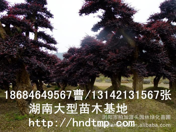 紅(hóng)花(huā)繼木(mù)盆景