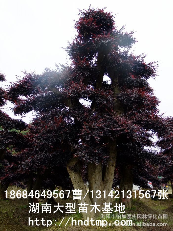 紅(hóng)花(huā)繼木(mù)盆景