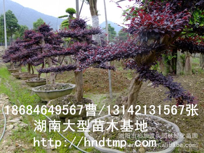 造型紅(hóng)花(huā)繼木(mù) 紅(hóng)花(huā)繼木(mù)盆景