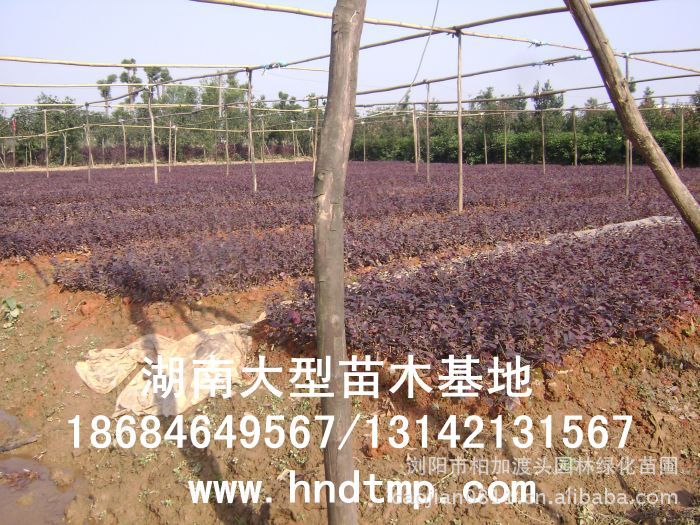 紅(hóng)花(huā)繼木(mù)★紅(hóng)花(huā)繼木(mù)小(xiǎo)苗★紅(hóng)花(huā)繼木(mù)球★紅(hóng)花(huā)繼木(mù)基地(dì)0★紅(hóng)花(huā)繼木(mù)苗木(mù)直銷★紅(hóng)花(huā)繼木(mù)苗圃直銷★湖(hú)南(nán)紅(hóng)花(huā)繼木(mù)基地(dì)★長(cháng)沙紅(hóng)花(huā)繼木(mù)基地(dì)★浏陽紅(hóng)花(huā)繼木(mù)基地(dì)★長(cháng)沙苗木(mù)基地(dì)★湖(hú)南(nán)苗木(mù)基地(dì)★浏陽苗木(mù)基地(dì)★浏陽花(huā)木(mù)之鄉(xiāng)★湖(hú)南(nán)哪裡(lǐ)花(huā)木(mù)多(duō)★長(cháng)沙苗圃基地(dì)★長(cháng)沙哪裡(lǐ)有(yǒu)苗木(mù)買★長(cháng)沙老(lǎo)苗場(chǎng)★苗圃直銷綠(lǜ)化(huà)苗木(mù)0★柏加苗木(mù)直銷★花(huā)木(mù)基地(dì)★種樹(shù)有(yǒu)什(shén)麽好(hǎo)處★紅(hóng)花(huā)繼木(mù)怎麽扡插★湖(hú)南(nán)紅(hóng)花(huā)繼木(mù)扡插苗★紅(hóng)花(huā)繼木(mù)古樁★造型紅(hóng)花(huā)繼木(mù)★紅(hóng)花(huā)繼木(mù)造型★紅(hóng)花(huā)繼木(mù)造型行(xíng)情★紅(hóng)花(huā)繼木(mù)造型價格★湖(hú)南(nán)造型紅(hóng)花(huā)繼木(mù)價格★長(cháng)沙哪裡(lǐ)有(yǒu)造型紅(hóng)花(huā)繼木(mù)買★浏陽哪裡(lǐ)有(yǒu)造型紅(hóng)花(huā)繼木(mù)買★紅(hóng) 紅(hóng)花(huā)繼木(mù)★紅(hóng)花(huā)繼木(mù)小(xiǎo)苗★紅(hóng)花(huā)繼木(mù)球★紅(hóng)花(huā)繼木(mù)基地(dì)0★紅(hóng)花(huā)繼木(mù)苗木(mù)直銷★紅(hóng)花(huā)繼木(mù)苗圃直銷★湖(hú)南(nán)紅(hóng)花(huā)繼木(mù)基地(dì)★長(cháng)沙紅(hóng)花(huā)繼木(mù)基地(dì)★浏陽紅(hóng)花(huā)繼木(mù)基地(dì)★長(cháng)沙苗木(mù)基地(dì)★湖(hú)南(nán)苗木(mù)基地(dì)★浏陽苗木(mù)基地(dì)★浏陽花(huā)木(mù)之鄉(xiāng)★湖(hú)南(nán)哪裡(lǐ)花(huā)木(mù)多(duō)★長(cháng)沙苗圃基地(dì)★長(cháng)沙哪裡(lǐ)有(yǒu)苗木(mù)買★長(cháng)沙老(lǎo)苗場(chǎng)★苗圃直銷綠(lǜ)化(huà)苗木(mù)0★柏加苗木(mù)直銷★花(huā)木(mù)基地(dì)★種樹(shù)有(yǒu)什(shén)麽好(hǎo)處★紅(hóng)花(huā)繼木(mù)怎麽扡插★湖(hú)南(nán)紅(hóng)花(huā)繼木(mù)扡插苗★紅(hóng)花(huā)繼木(mù)古樁★造型紅(hóng)花(huā)繼木(mù)★紅(hóng)花(huā)繼木(mù)造型★紅(hóng)花(huā)繼木(mù)造型行(xíng)情★紅(hóng)花(huā)繼木(mù)造型價格★湖(hú)南(nán)造型紅(hóng)花(huā)繼木(mù)價格★長(cháng)沙哪裡(lǐ)有(yǒu)造型紅(hóng)花(huā)繼木(mù)買★浏陽哪裡(lǐ)有(yǒu)造型紅(hóng)花(huā)繼木(mù)買★紅(hóng)