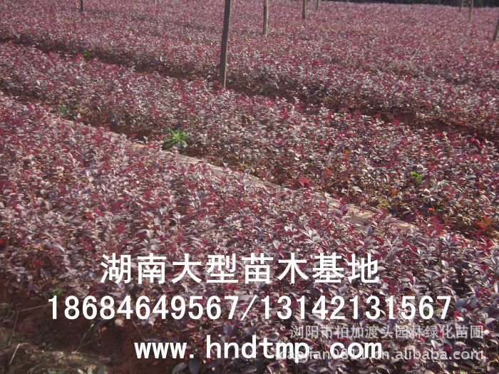 紅(hóng)花(huā)繼木(mù)★紅(hóng)花(huā)繼木(mù)小(xiǎo)苗★紅(hóng)花(huā)繼木(mù)球★紅(hóng)花(huā)繼木(mù)基地(dì)0★紅(hóng)花(huā)繼木(mù)苗木(mù)直銷★紅(hóng)花(huā)繼木(mù)苗圃直銷★湖(hú)南(nán)紅(hóng)花(huā)繼木(mù)基地(dì)★長(cháng)沙紅(hóng)花(huā)繼木(mù)基地(dì)★浏陽紅(hóng)花(huā)繼木(mù)基地(dì)★長(cháng)沙苗木(mù)基地(dì)★湖(hú)南(nán)苗木(mù)基地(dì)★浏陽苗木(mù)基地(dì)★浏陽花(huā)木(mù)之鄉(xiāng)★湖(hú)南(nán)哪裡(lǐ)花(huā)木(mù)多(duō)★長(cháng)沙苗圃基地(dì)★長(cháng)沙哪裡(lǐ)有(yǒu)苗木(mù)買★長(cháng)沙老(lǎo)苗場(chǎng)★苗圃直銷綠(lǜ)化(huà)苗木(mù)0★柏加苗木(mù)直銷★花(huā)木(mù)基地(dì)★種樹(shù)有(yǒu)什(shén)麽好(hǎo)處★紅(hóng)花(huā)繼木(mù)怎麽扡插★湖(hú)南(nán)紅(hóng)花(huā)繼木(mù)扡插苗★紅(hóng)花(huā)繼木(mù)古樁★造型紅(hóng)花(huā)繼木(mù)★紅(hóng)花(huā)繼木(mù)造型★紅(hóng)花(huā)繼木(mù)造型行(xíng)情★紅(hóng)花(huā)繼木(mù)造型價格★湖(hú)南(nán)造型紅(hóng)花(huā)繼木(mù)價格★長(cháng)沙哪裡(lǐ)有(yǒu)造型紅(hóng)花(huā)繼木(mù)買★浏陽哪裡(lǐ)有(yǒu)造型紅(hóng)花(huā)繼木(mù)買★紅(hóng) 紅(hóng)花(huā)繼木(mù)★紅(hóng)花(huā)繼木(mù)小(xiǎo)苗★紅(hóng)花(huā)繼木(mù)球★紅(hóng)花(huā)繼木(mù)基地(dì)0★紅(hóng)花(huā)繼木(mù)苗木(mù)直銷★紅(hóng)花(huā)繼木(mù)苗圃直銷★湖(hú)南(nán)紅(hóng)花(huā)繼木(mù)基地(dì)★長(cháng)沙紅(hóng)花(huā)繼木(mù)基地(dì)★浏陽紅(hóng)花(huā)繼木(mù)基地(dì)★長(cháng)沙苗木(mù)基地(dì)★湖(hú)南(nán)苗木(mù)基地(dì)★浏陽苗木(mù)基地(dì)★浏陽花(huā)木(mù)之鄉(xiāng)★湖(hú)南(nán)哪裡(lǐ)花(huā)木(mù)多(duō)★長(cháng)沙苗圃基地(dì)★長(cháng)沙哪裡(lǐ)有(yǒu)苗木(mù)買★長(cháng)沙老(lǎo)苗場(chǎng)★苗圃直銷綠(lǜ)化(huà)苗木(mù)0★柏加苗木(mù)直銷★花(huā)木(mù)基地(dì)★種樹(shù)有(yǒu)什(shén)麽好(hǎo)處★紅(hóng)花(huā)繼木(mù)怎麽扡插★湖(hú)南(nán)紅(hóng)花(huā)繼木(mù)扡插苗★紅(hóng)花(huā)繼木(mù)古樁★造型紅(hóng)花(huā)繼木(mù)★紅(hóng)花(huā)繼木(mù)造型★紅(hóng)花(huā)繼木(mù)造型行(xíng)情★紅(hóng)花(huā)繼木(mù)造型價格★湖(hú)南(nán)造型紅(hóng)花(huā)繼木(mù)價格★長(cháng)沙哪裡(lǐ)有(yǒu)造型紅(hóng)花(huā)繼木(mù)買★浏陽哪裡(lǐ)有(yǒu)造型紅(hóng)花(huā)繼木(mù)買★紅(hóng)