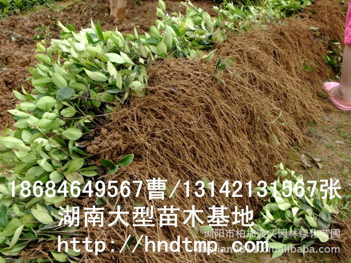 金(jīn)森(sēn)女(nǚ)貞 金(jīn)森(sēn)女(nǚ)貞小(xiǎo)苗 金(jīn)森(sēn)女(nǚ)貞價格 金(jīn)森(sēn)女(nǚ)貞 金(jīn)森(sēn)女(nǚ)貞小(xiǎo)苗 金(jīn)森(sēn)女(nǚ)貞價格