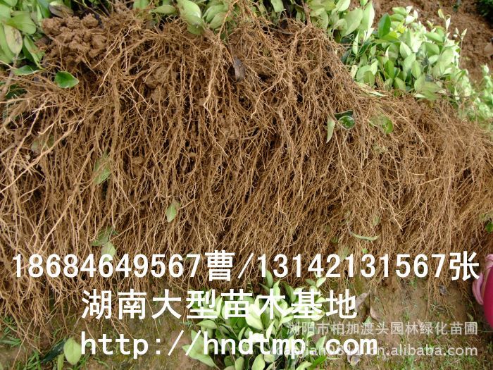 金(jīn)森(sēn)女(nǚ)貞 金(jīn)森(sēn)女(nǚ)貞小(xiǎo)苗 金(jīn)森(sēn)女(nǚ)貞 金(jīn)森(sēn)女(nǚ)貞小(xiǎo)苗