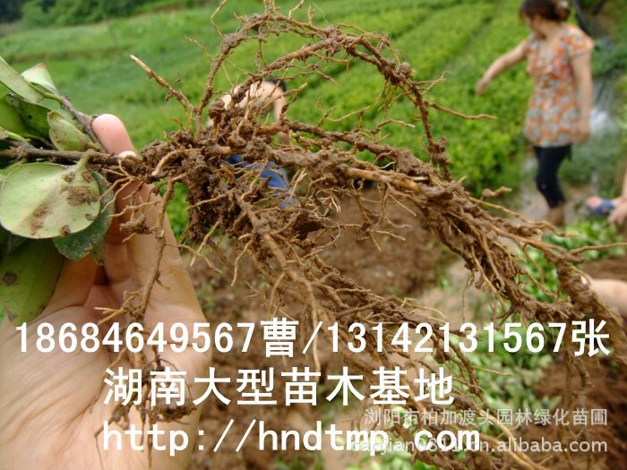 長(cháng)沙苗木(mù) 長(cháng)沙苗圃 長(cháng)沙苗木(mù)基地(dì) 金(jīn)森(sēn)女(nǚ)貞 長(cháng)沙苗木(mù) 長(cháng)沙苗圃 長(cháng)沙苗木(mù)基地(dì) 金(jīn)森(sēn)女(nǚ)貞